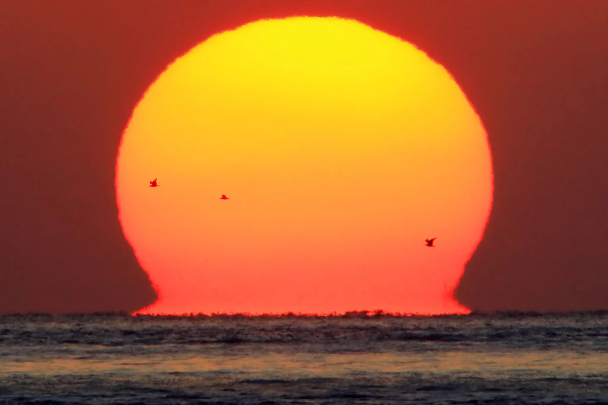 だるま夕陽に飛ぶカモメ No.0000