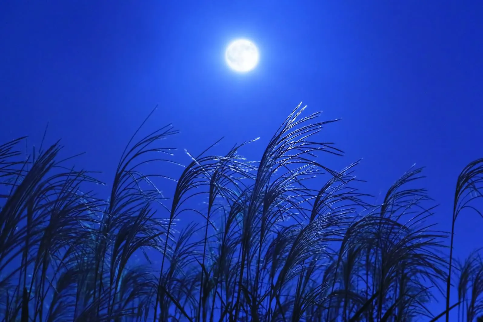 秋の夜に No.0000