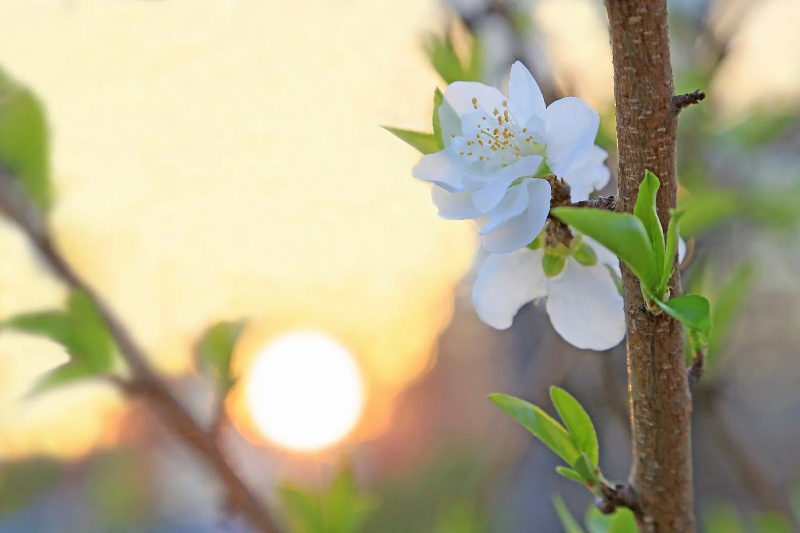 夕陽と桃の花 No.0000