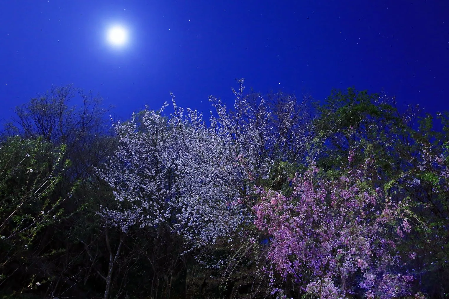 月夜の桜 No.0000