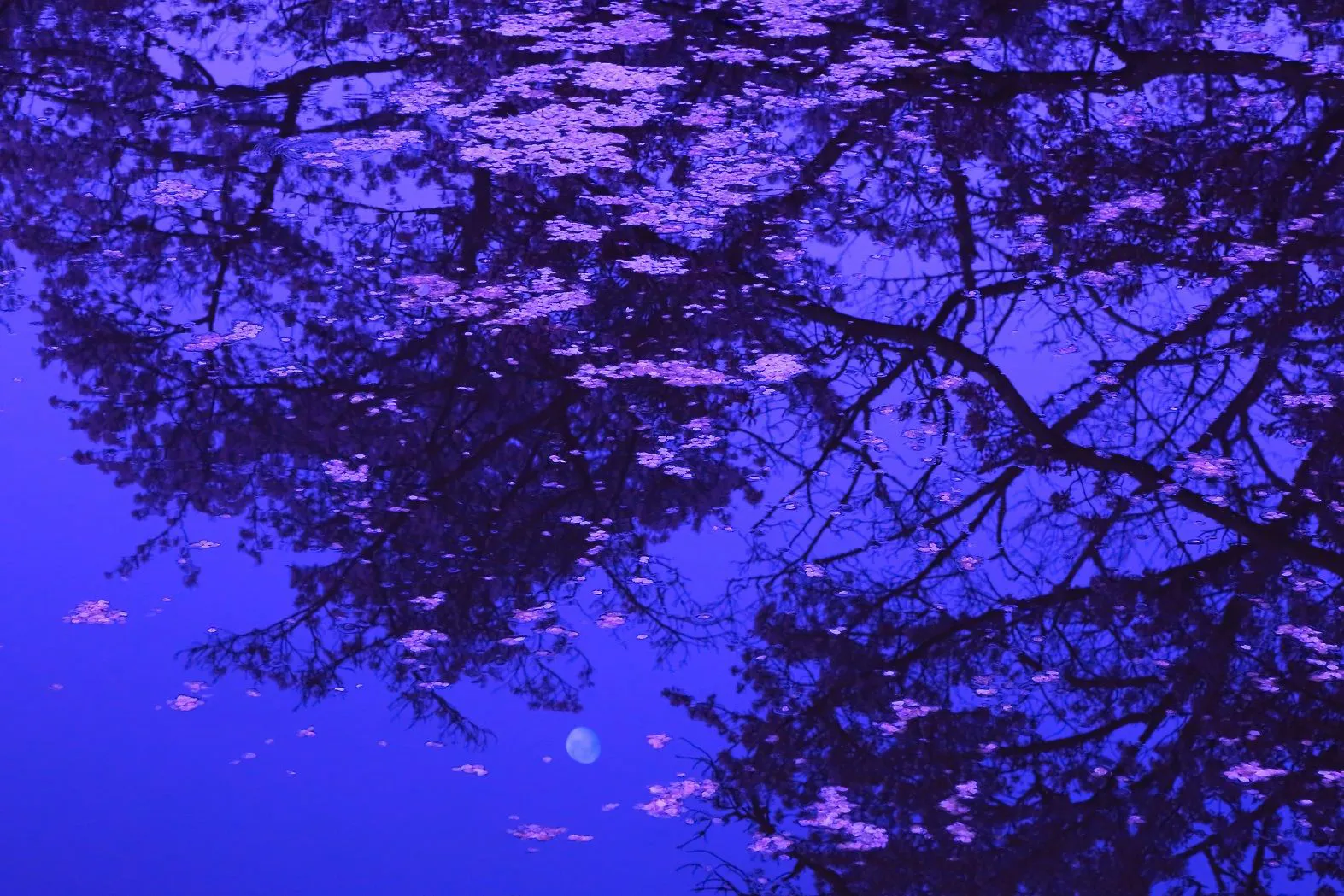 花筏に浮かぶ月 No.0000