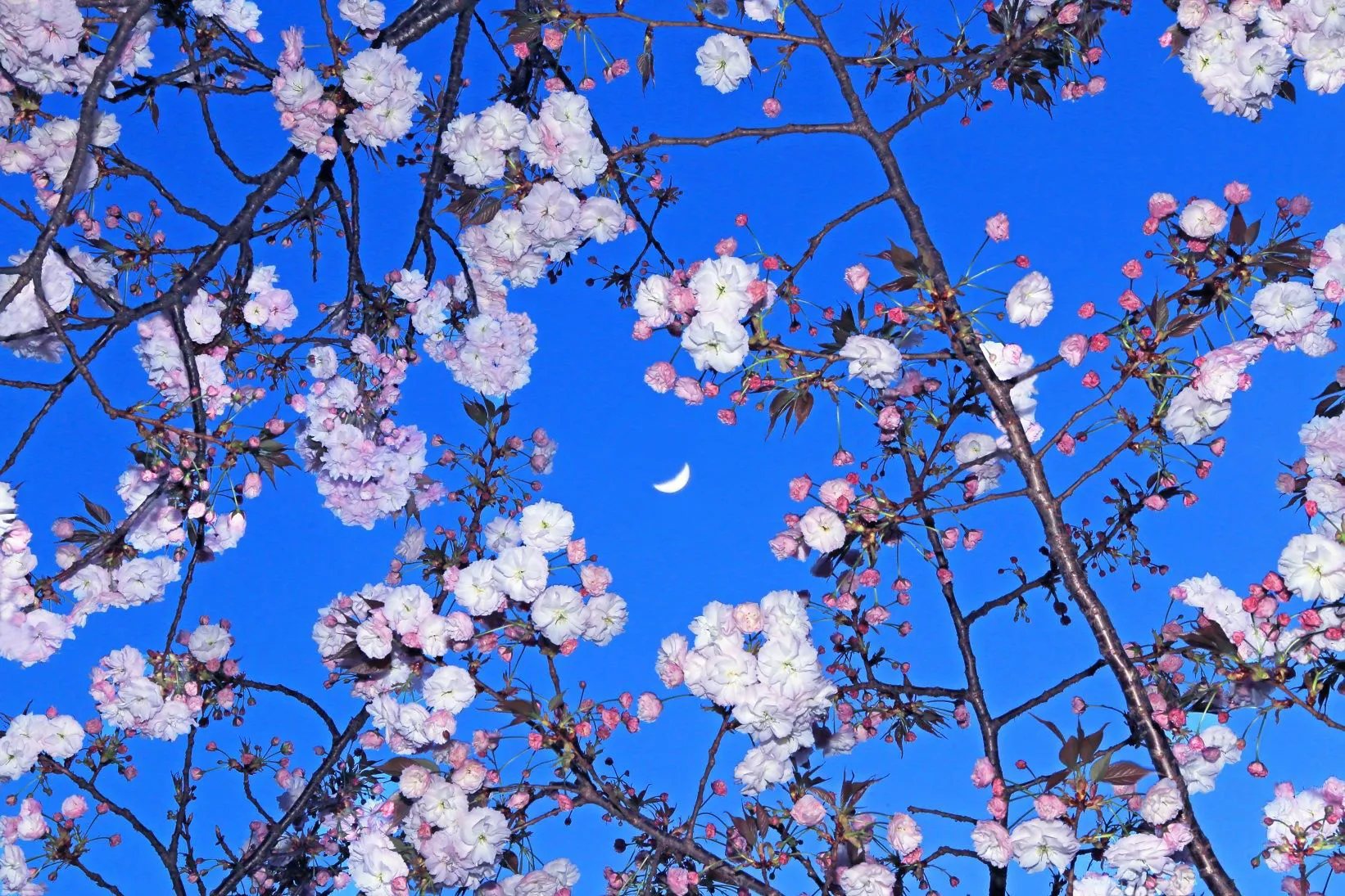 八重桜と五日月 No.0000
