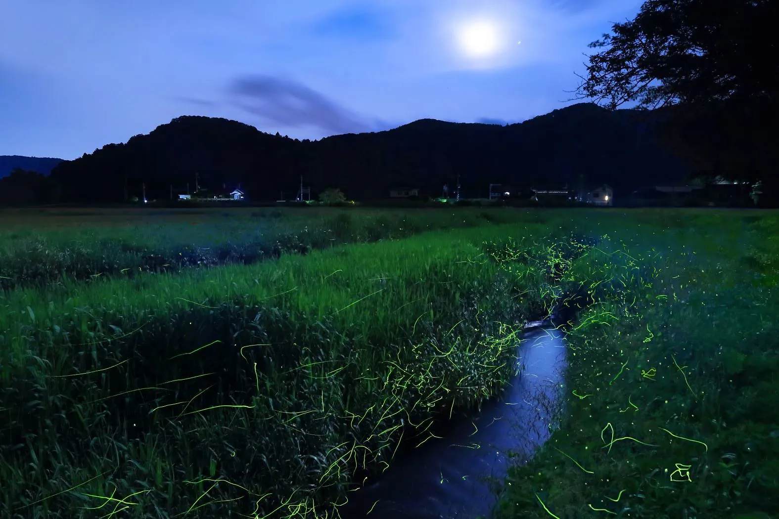 月夜に舞う蛍 No.0000
