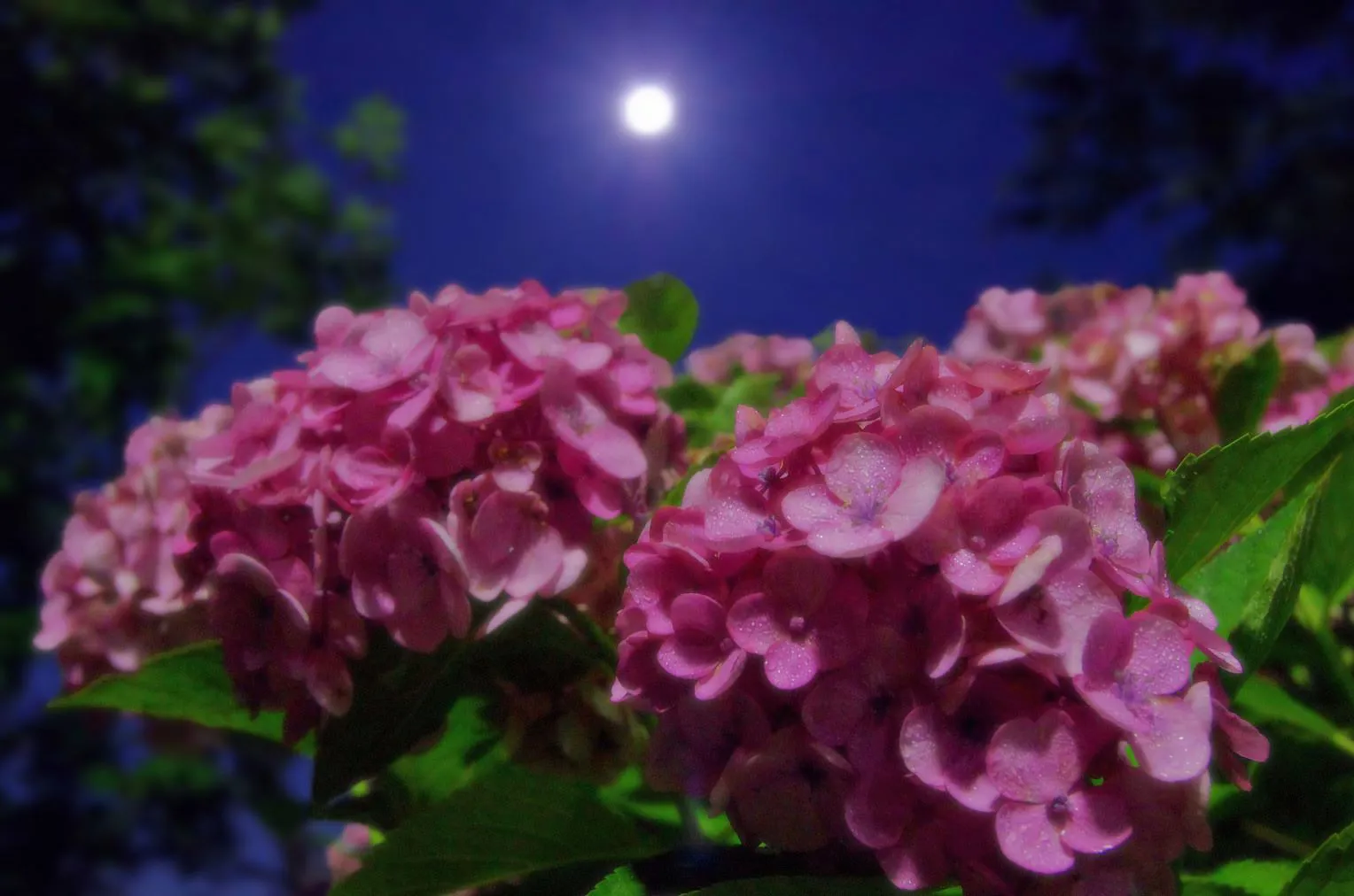 月下の紫陽花 No.0000