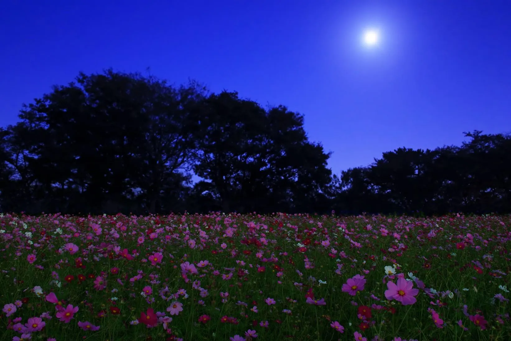 月夜のコスモス畑 No.0000