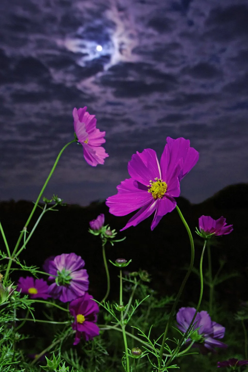 秋桜咲く月夜 No.0000