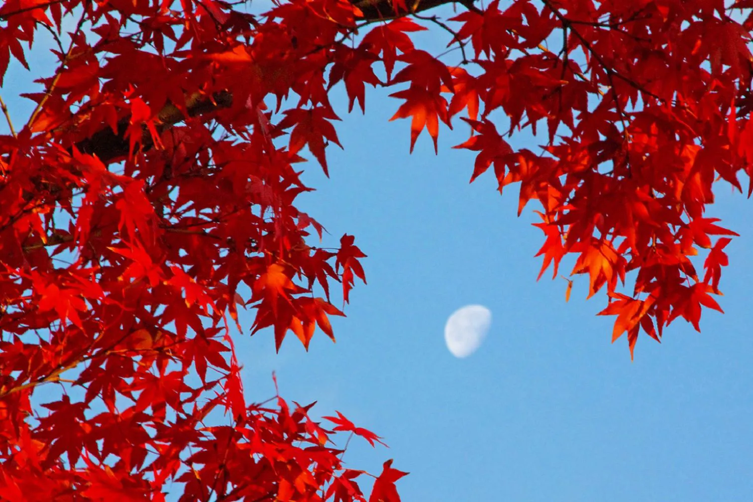 名残の紅葉 No.0000