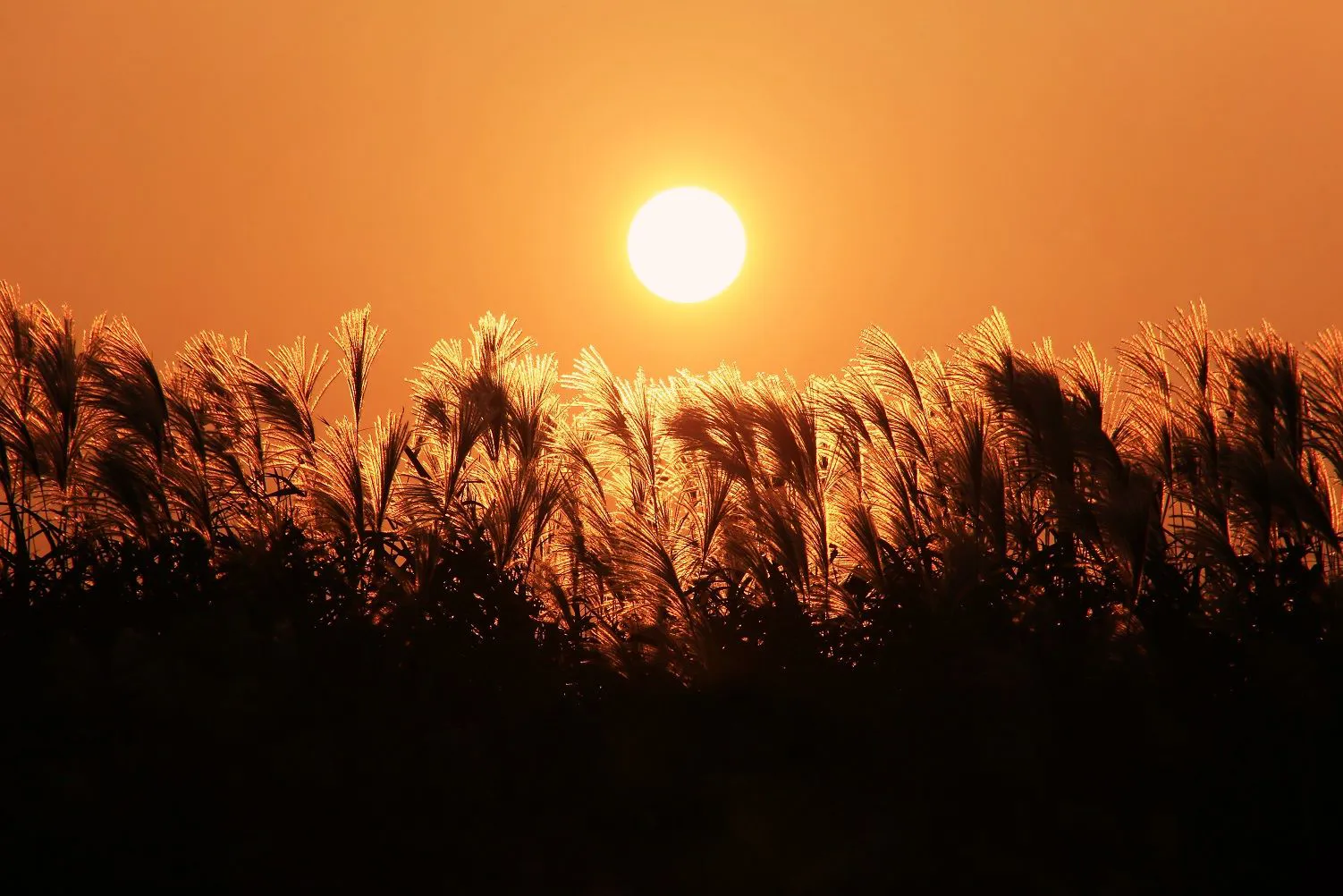 ススキ野に沈む夕陽 No.0000