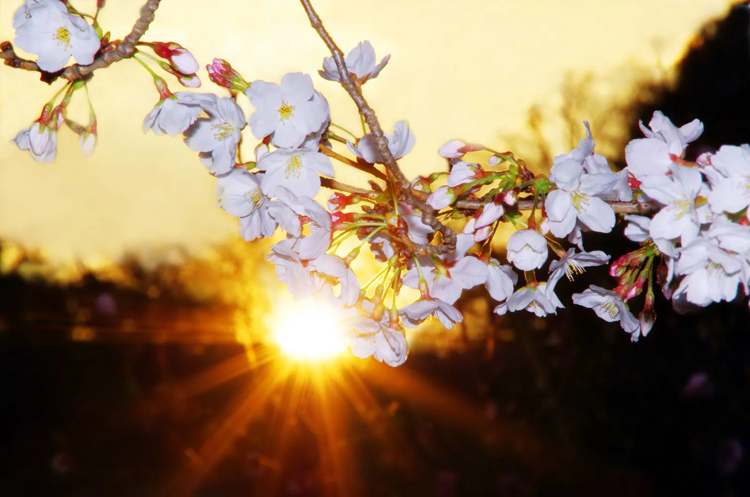 夕陽と桜 No.0000