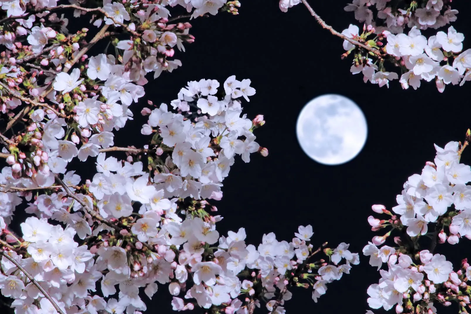 夜桜と満月 No.0000