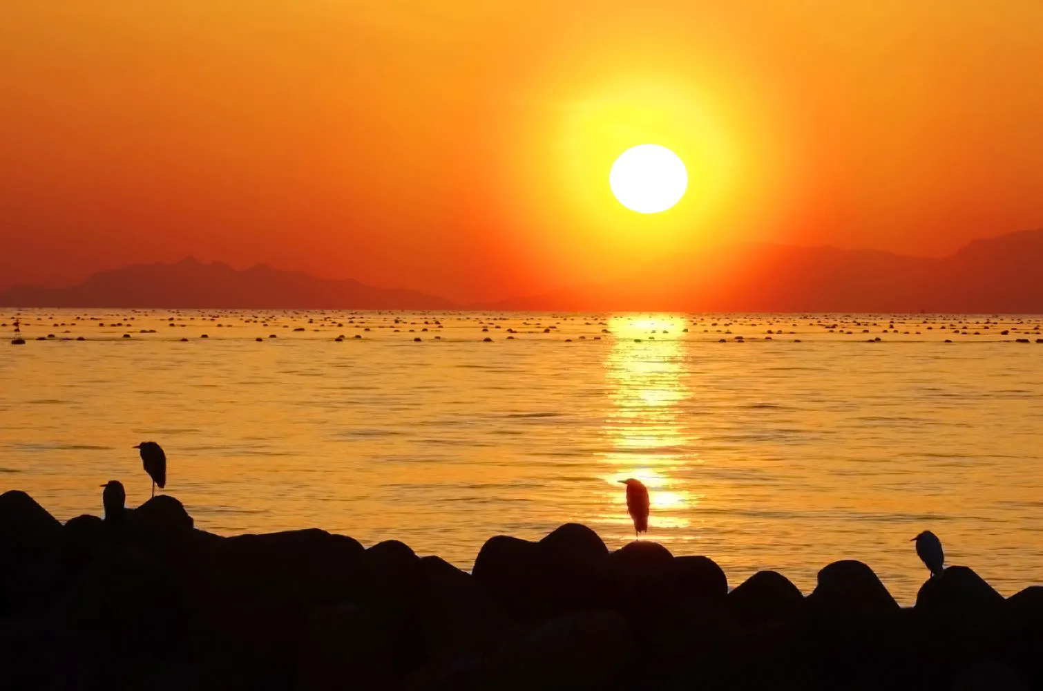 鷺のいる夕景 No.0000