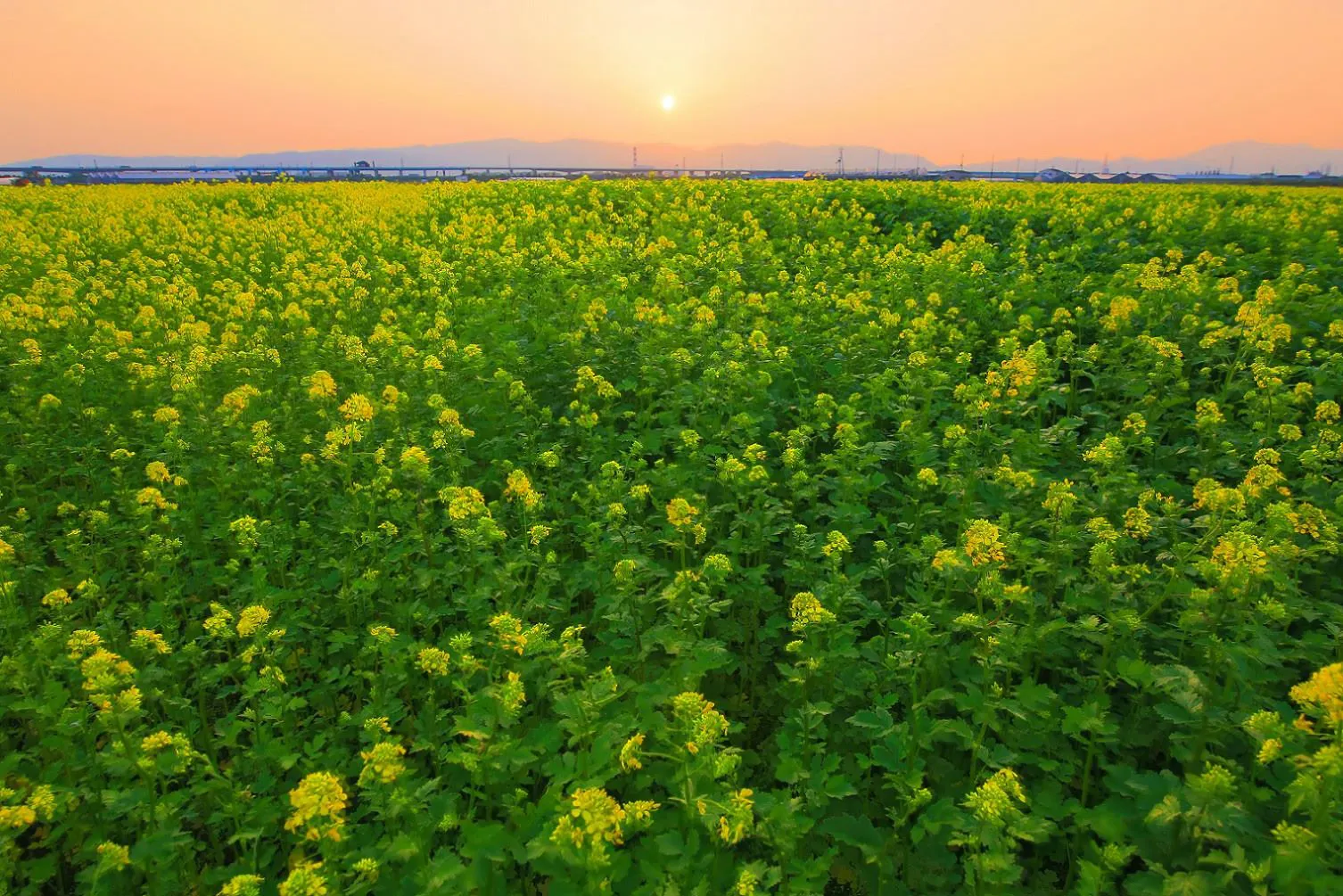 菜の花畑の落日 No.0000