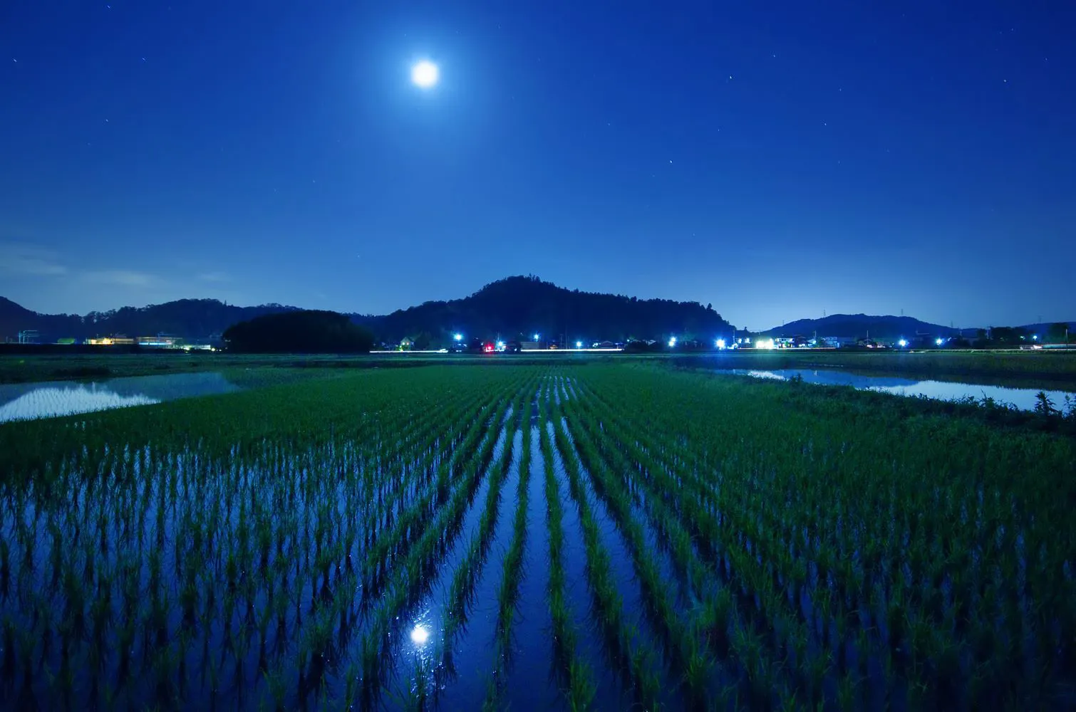 月夜の田んぼ No.0000