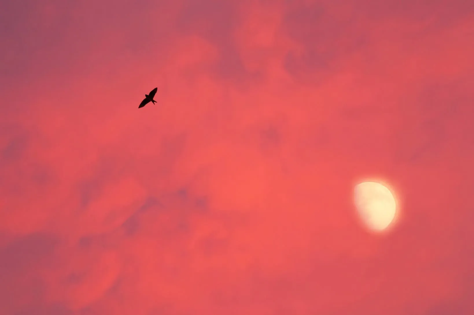 燕と夕月 No.0000