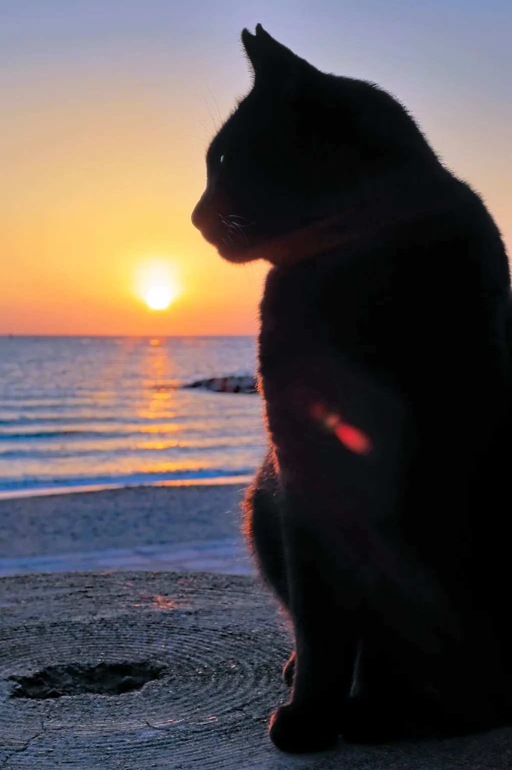 夕陽と黒猫 No.0000