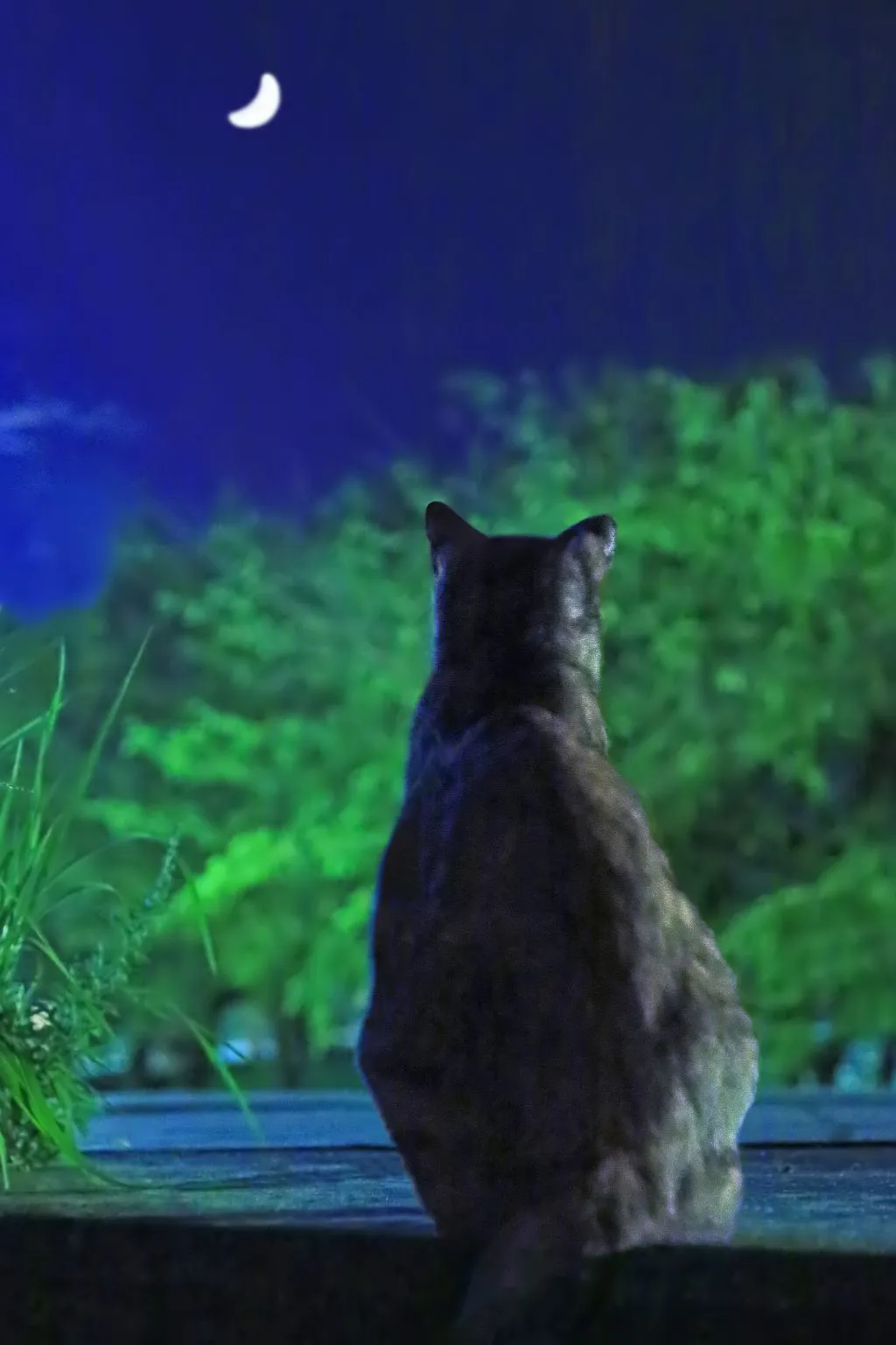 月を見る猫 No.0000