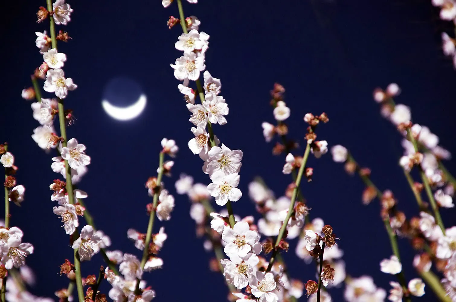 梅の花咲く夜に No.0000