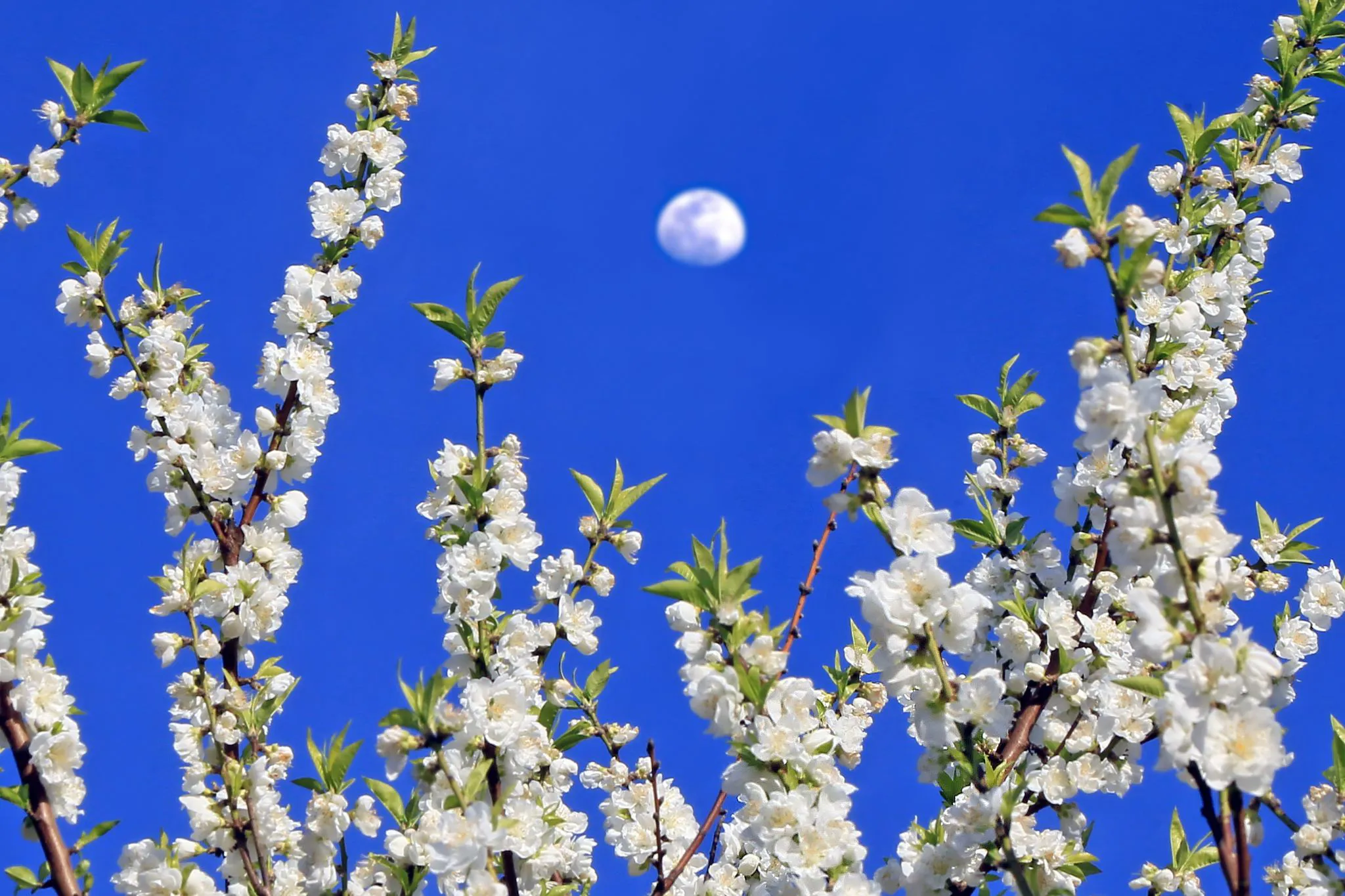 日中の月と桃の花 No.0000
