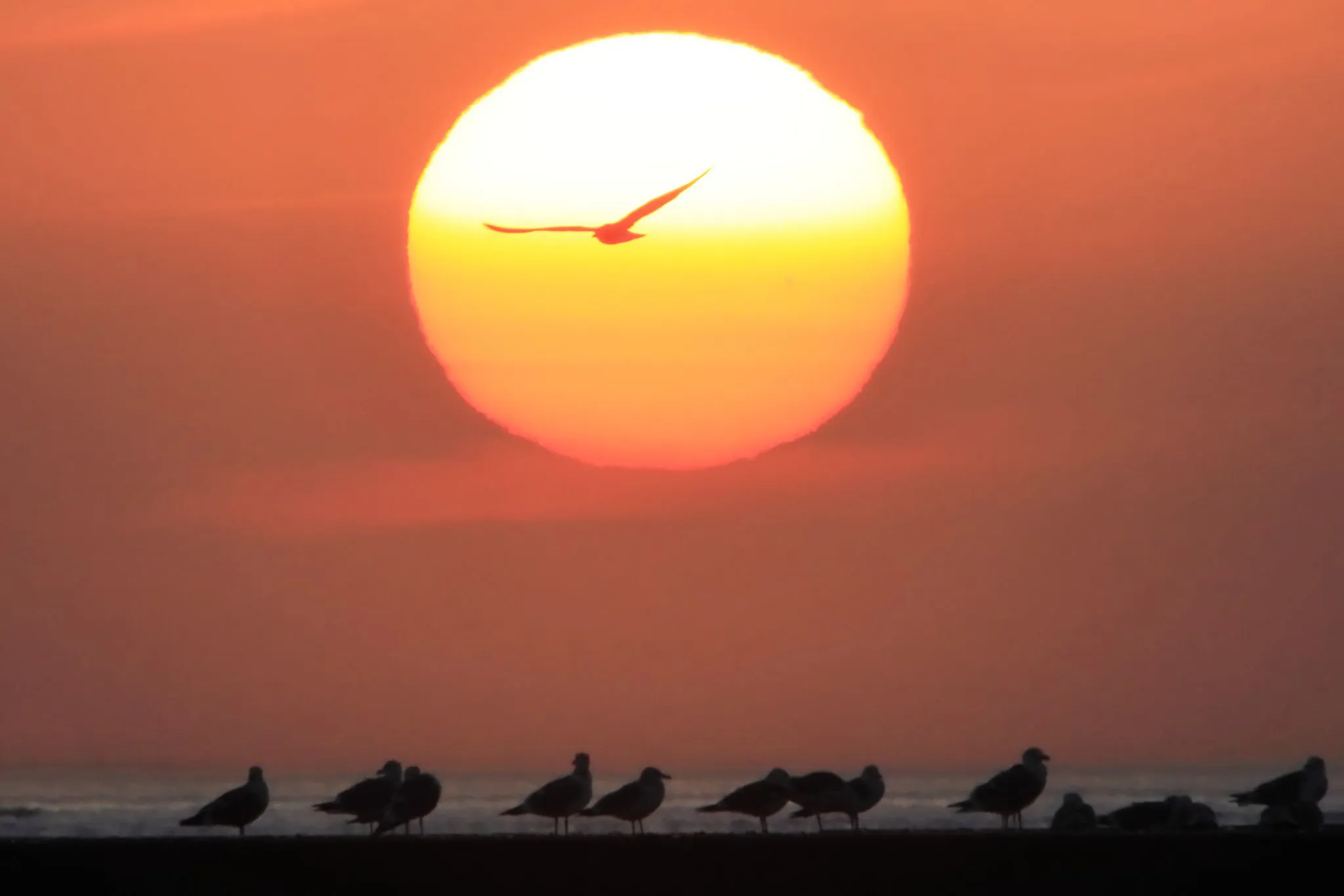 夕陽への飛翔 No.0000