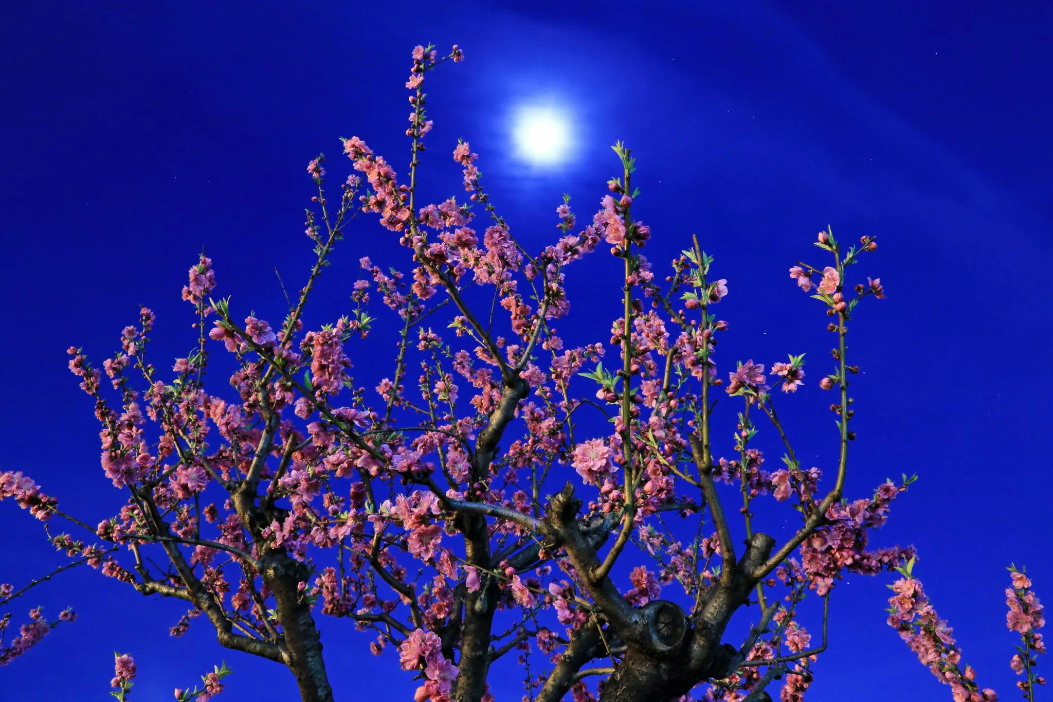 花桃咲く月夜に No.0000