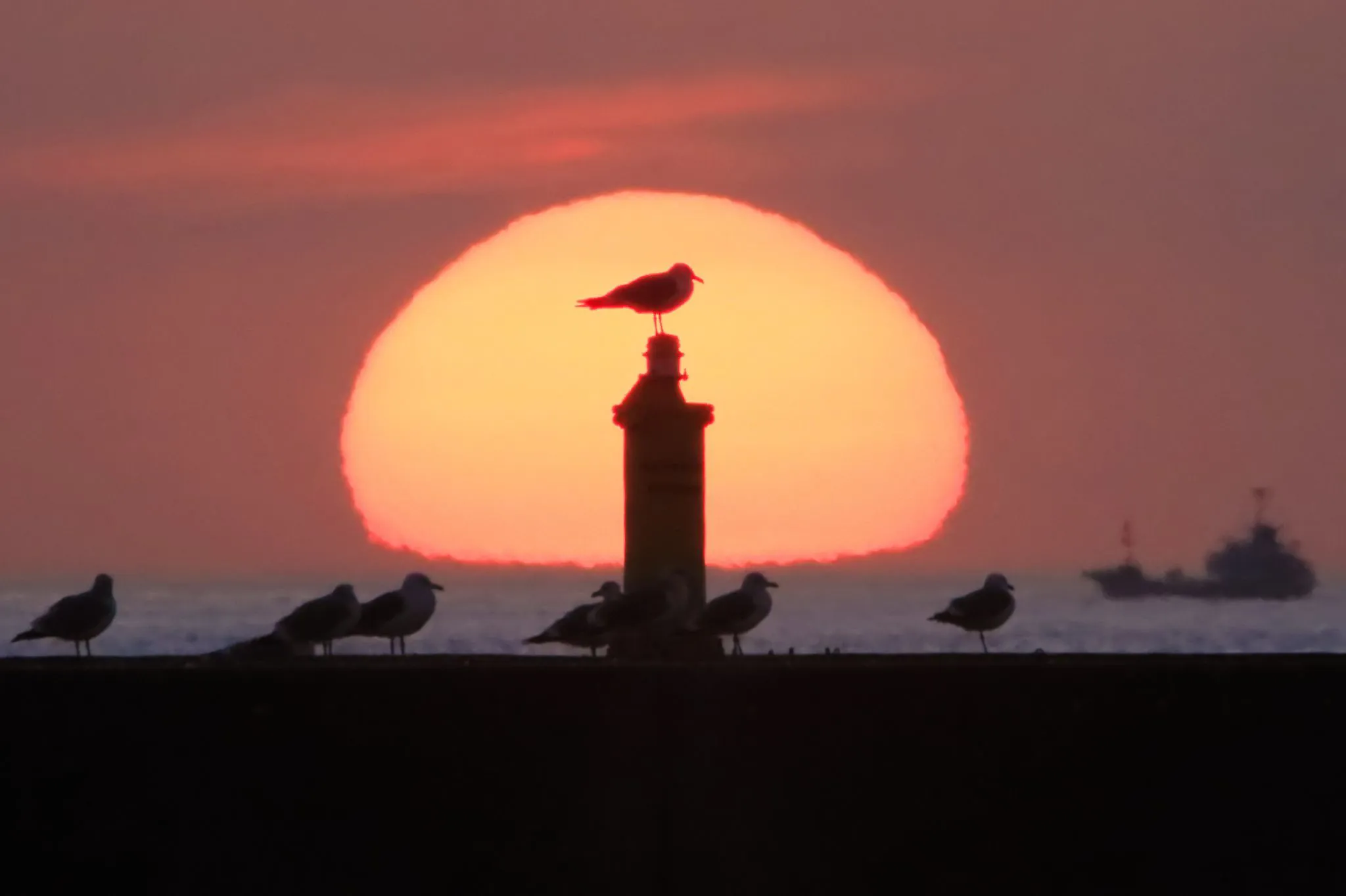 カモメも見た夕日 No.0000