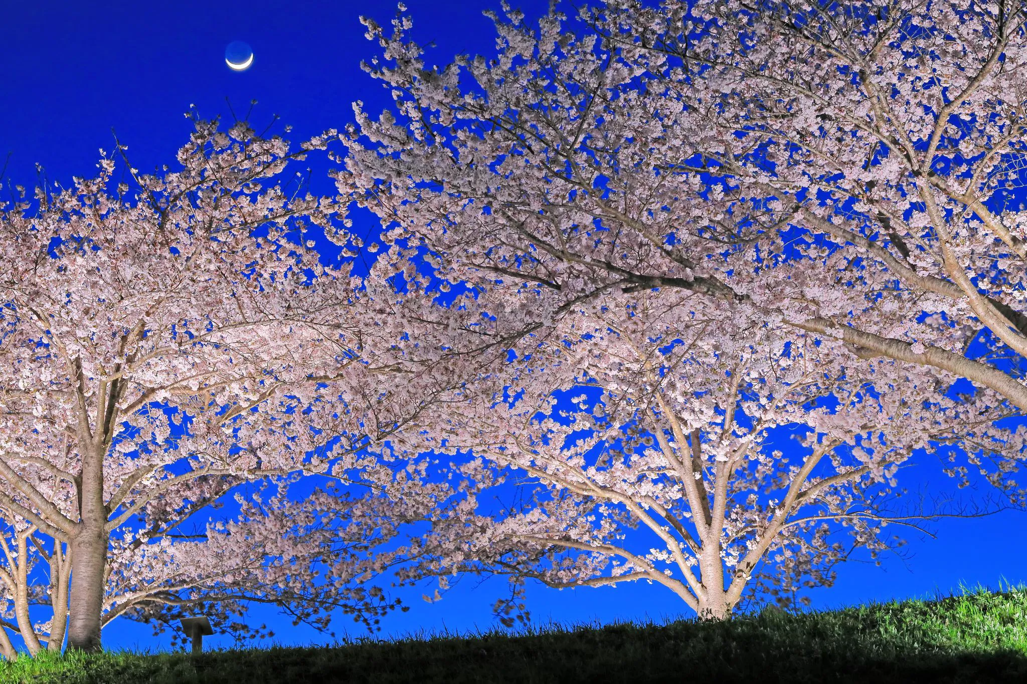 夜桜と月のコラボ No.0000