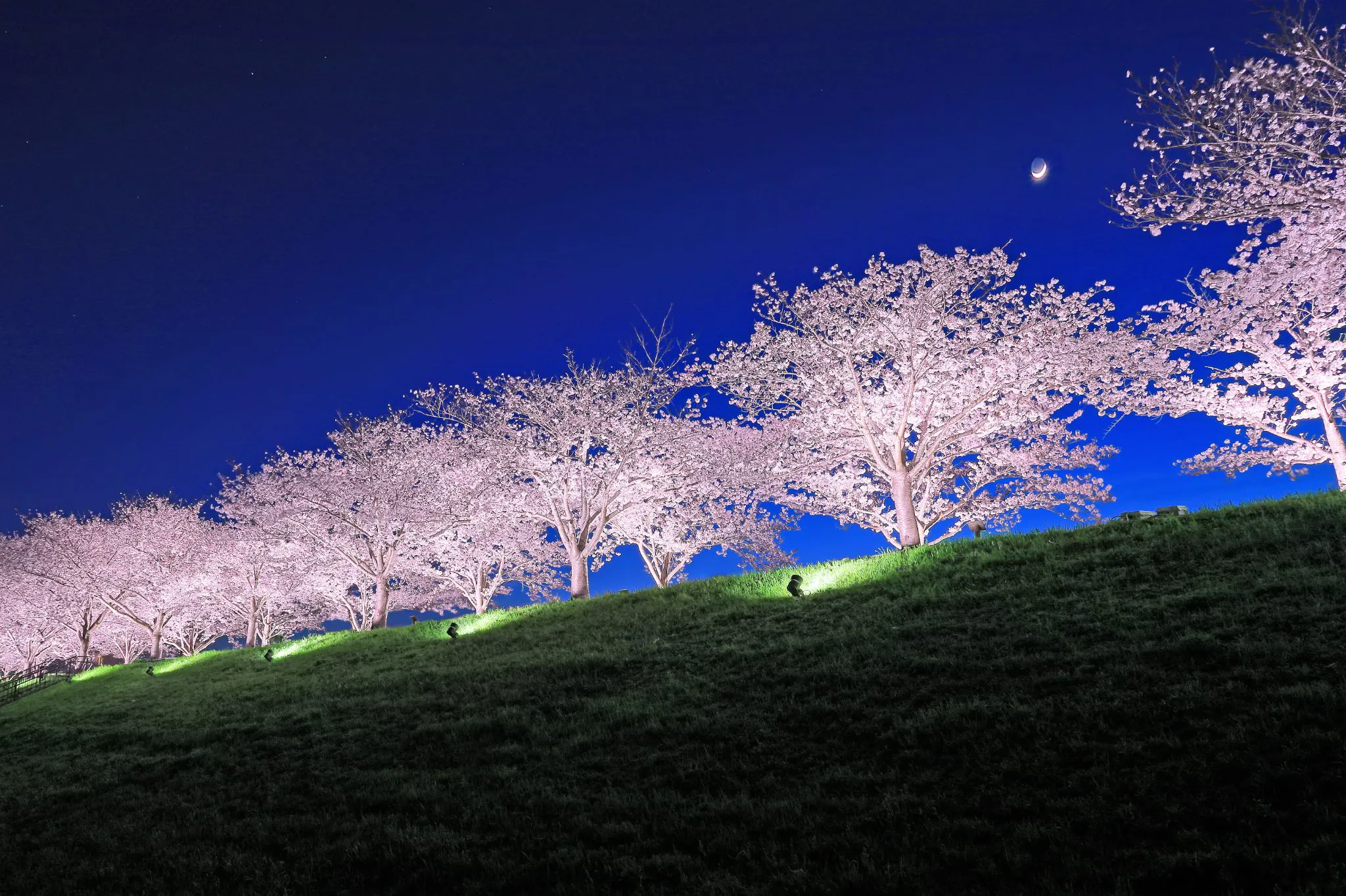 おの桜づつみ回廊にて No.0000