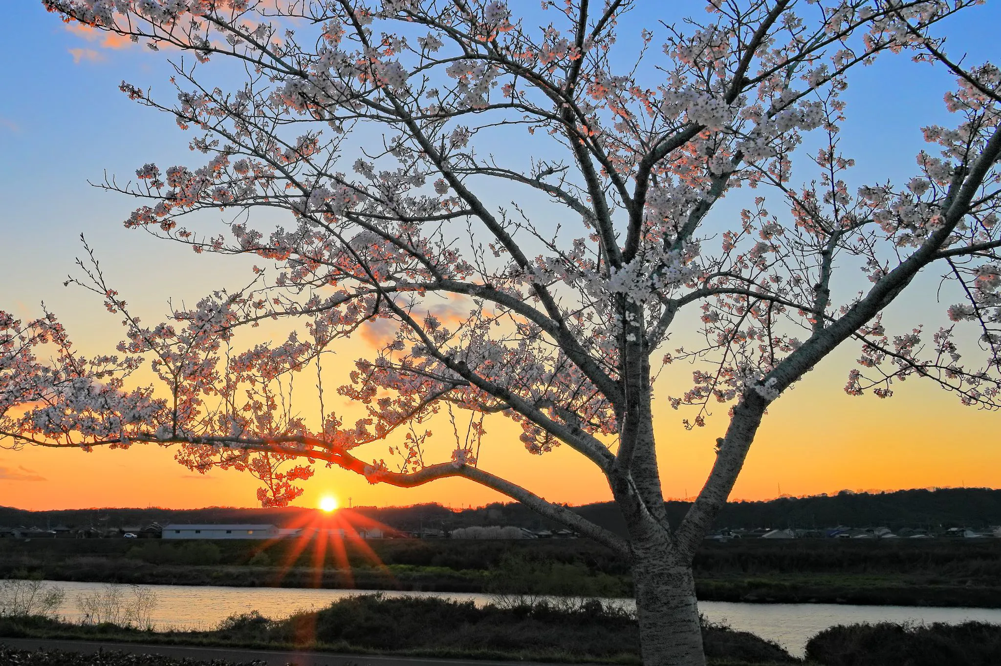 桜の樹の彼方に No.0000