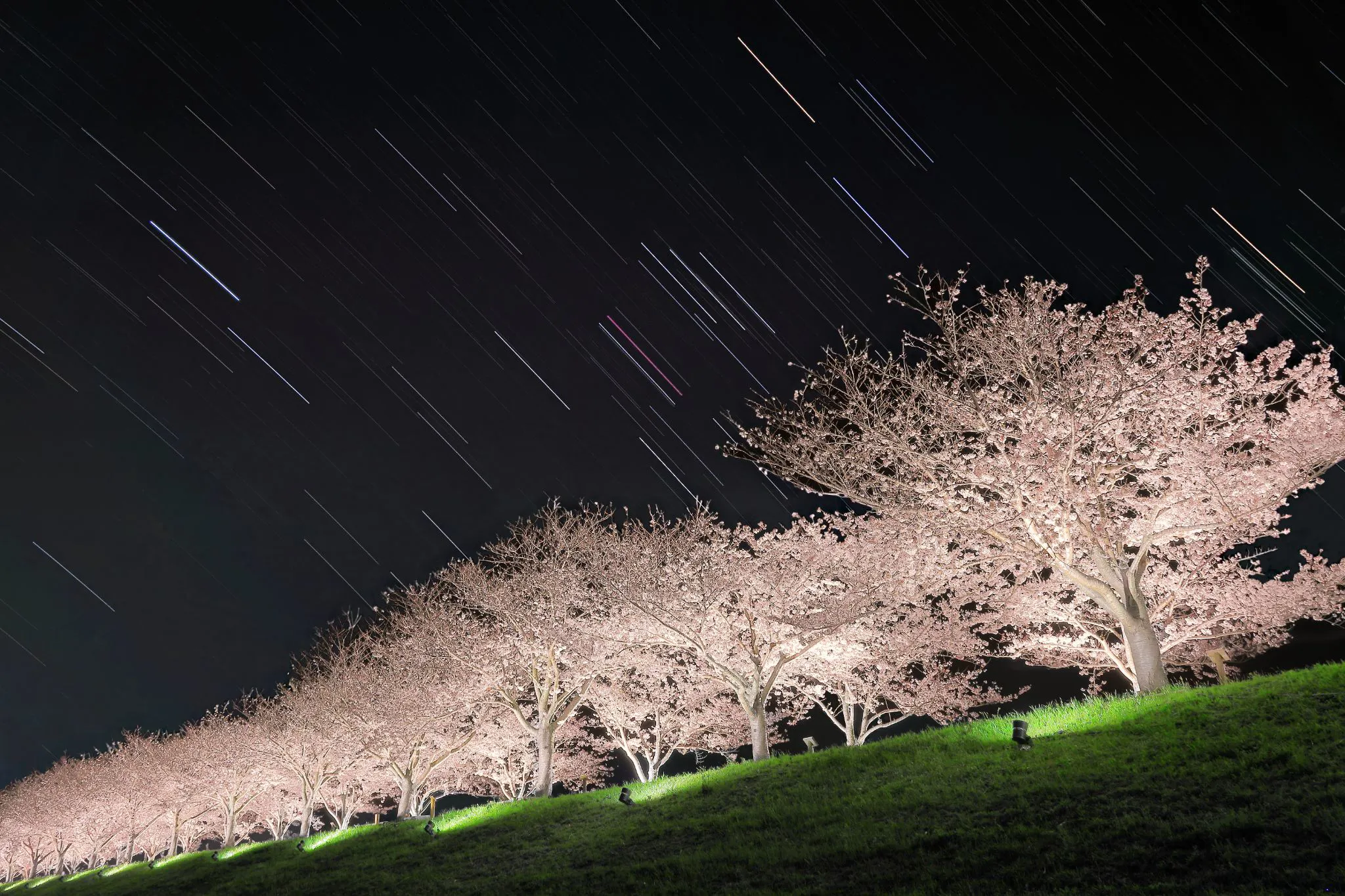 夜桜に沈みゆくオリオンの星々 No.0000