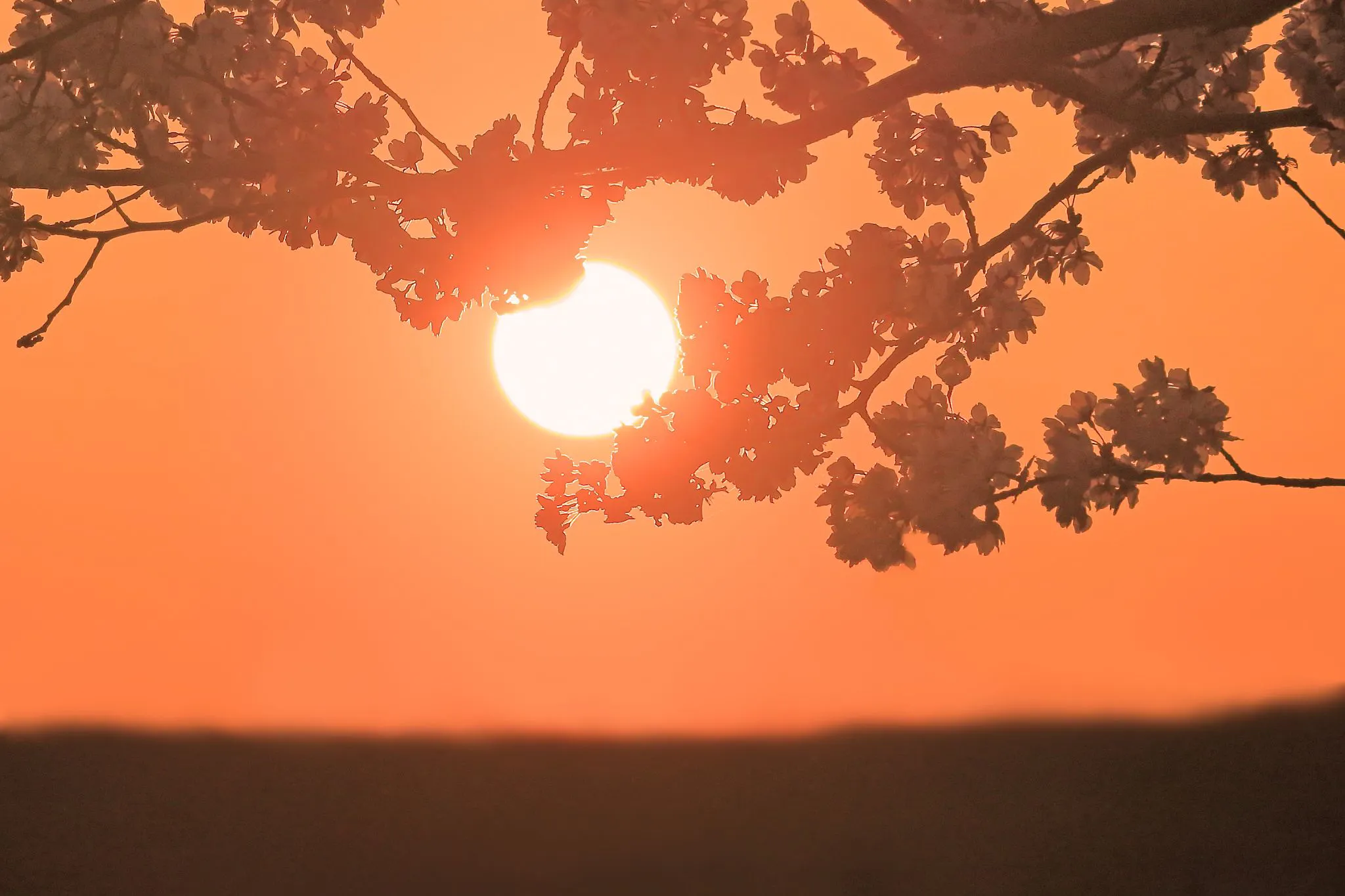 桜越しの夕陽 No.0000