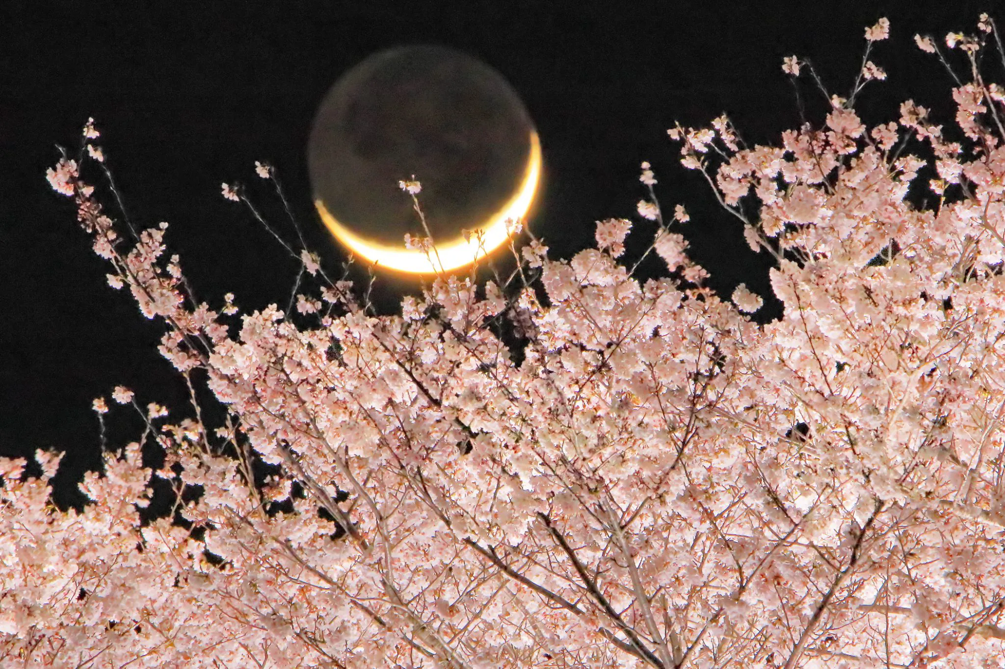 桜に埋もれる三日月 No.0000