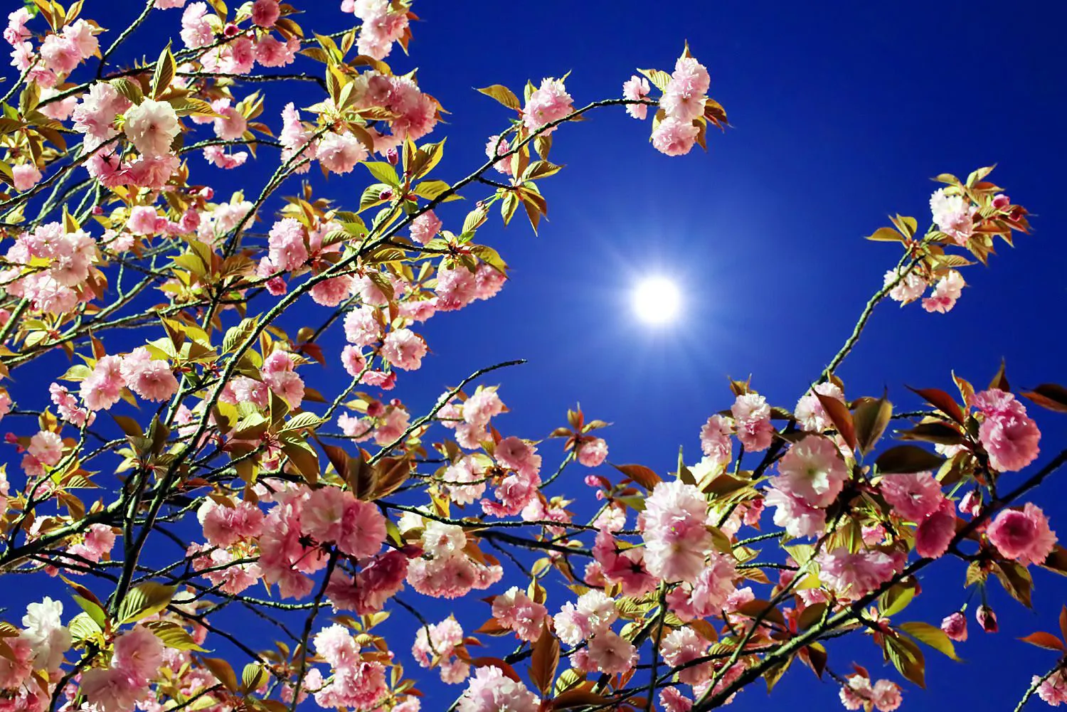 ピンクムーンとピンクの八重桜 No.0000