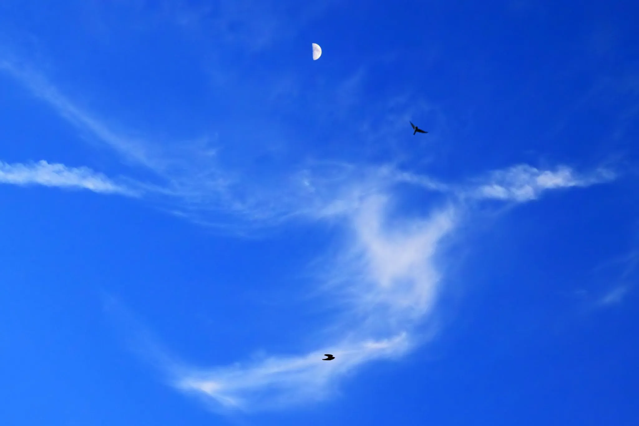 青空への飛翔 No.0000