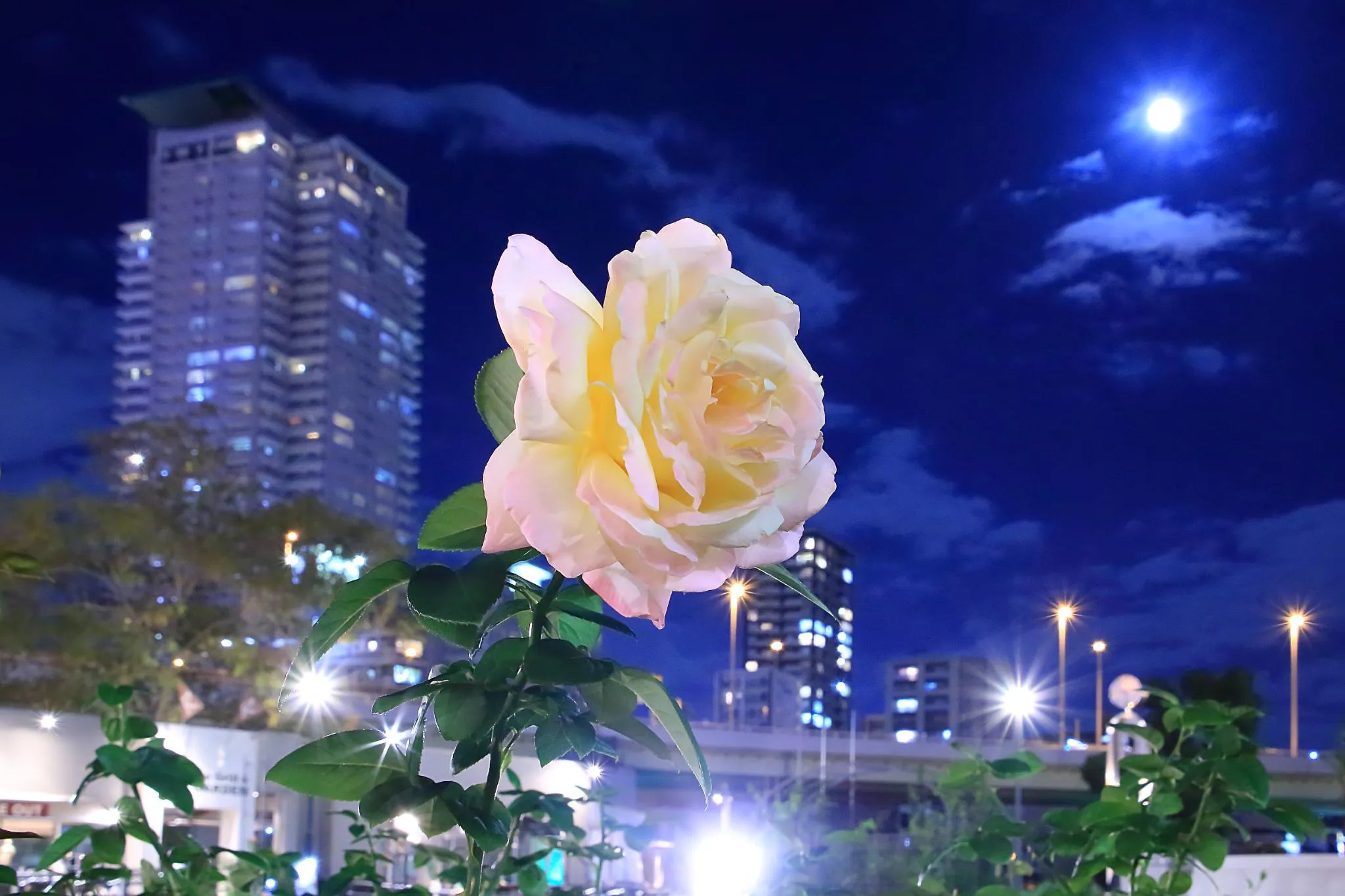夜の都会のバラ園 No.0000