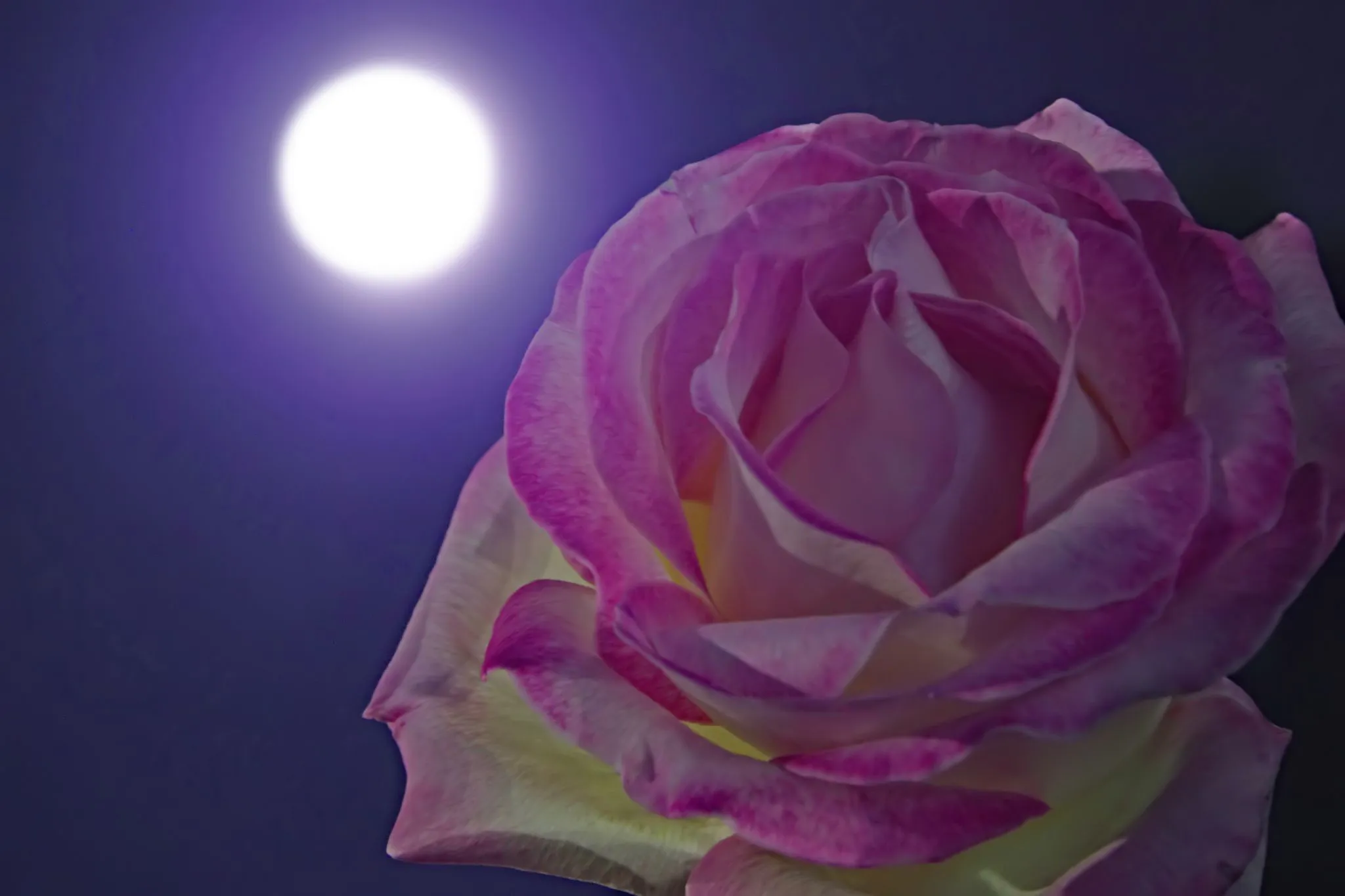 Rose Moon No.0000