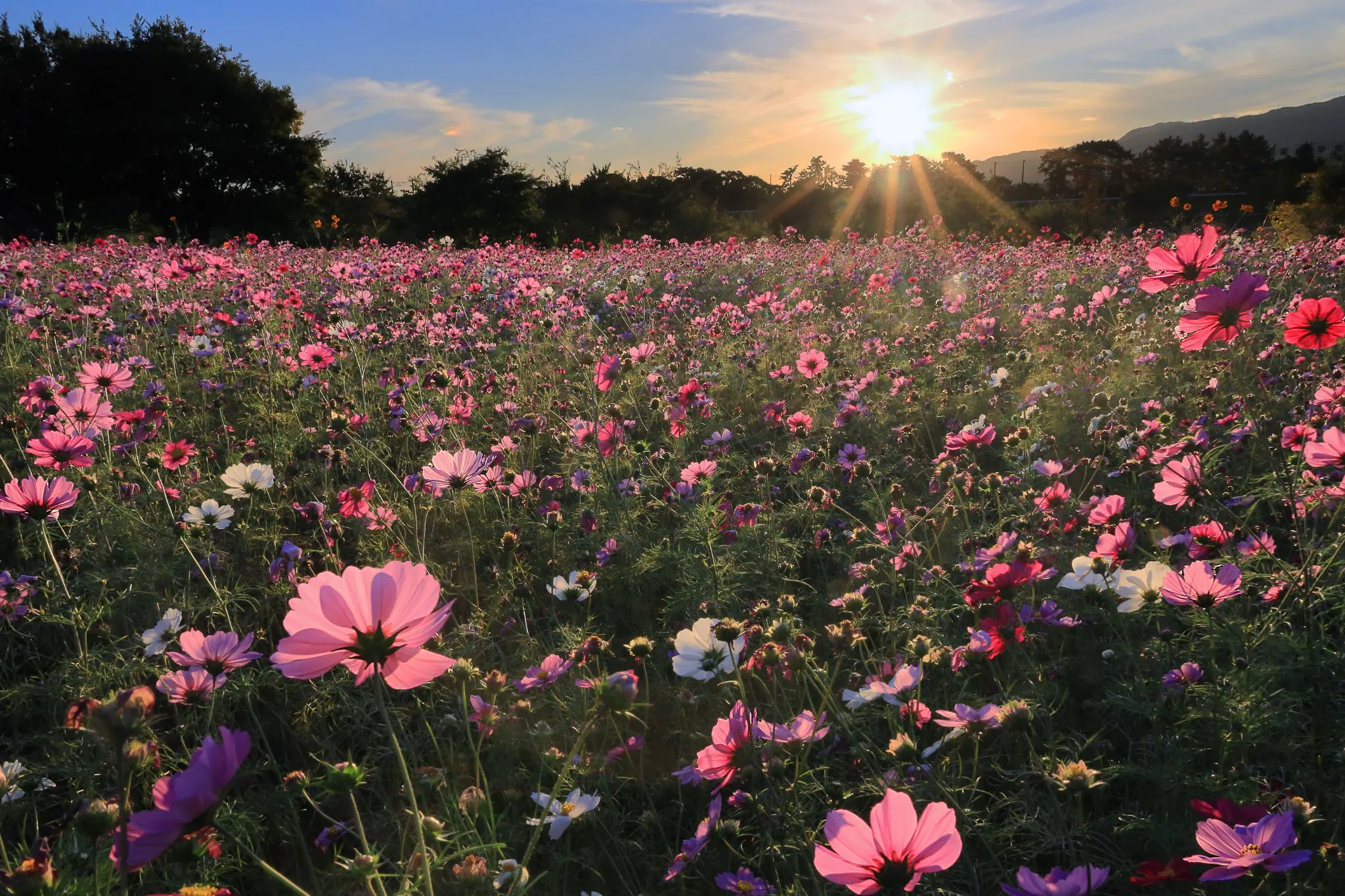 夕映えの秋桜 No.0000