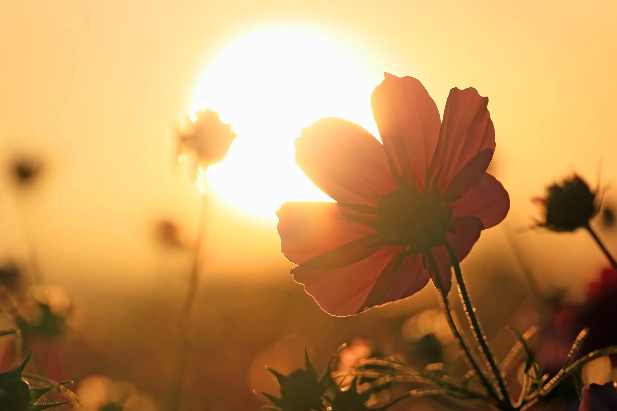 夕陽に咲く花 No.0000