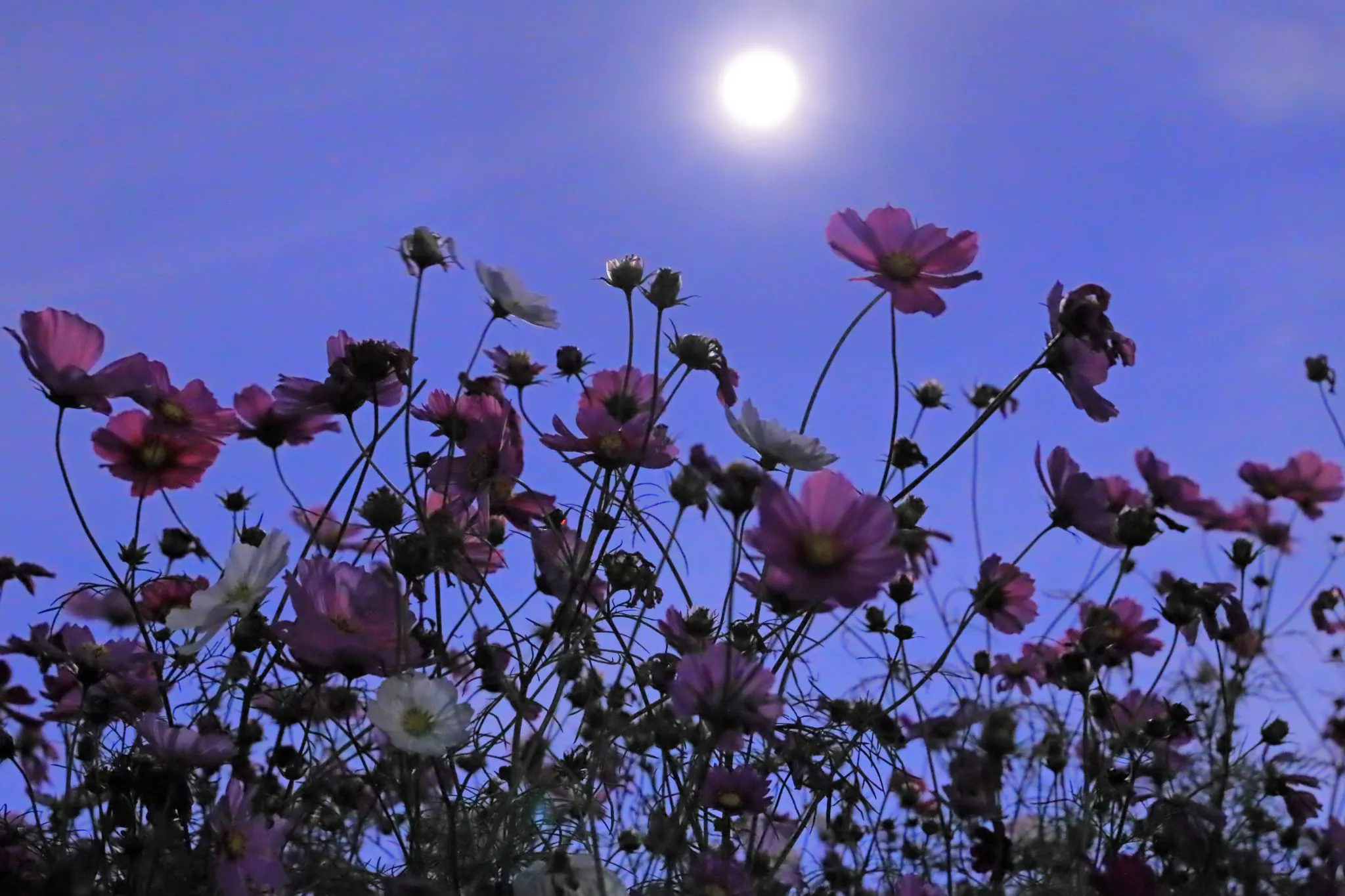 秋月に咲く花 No.0000