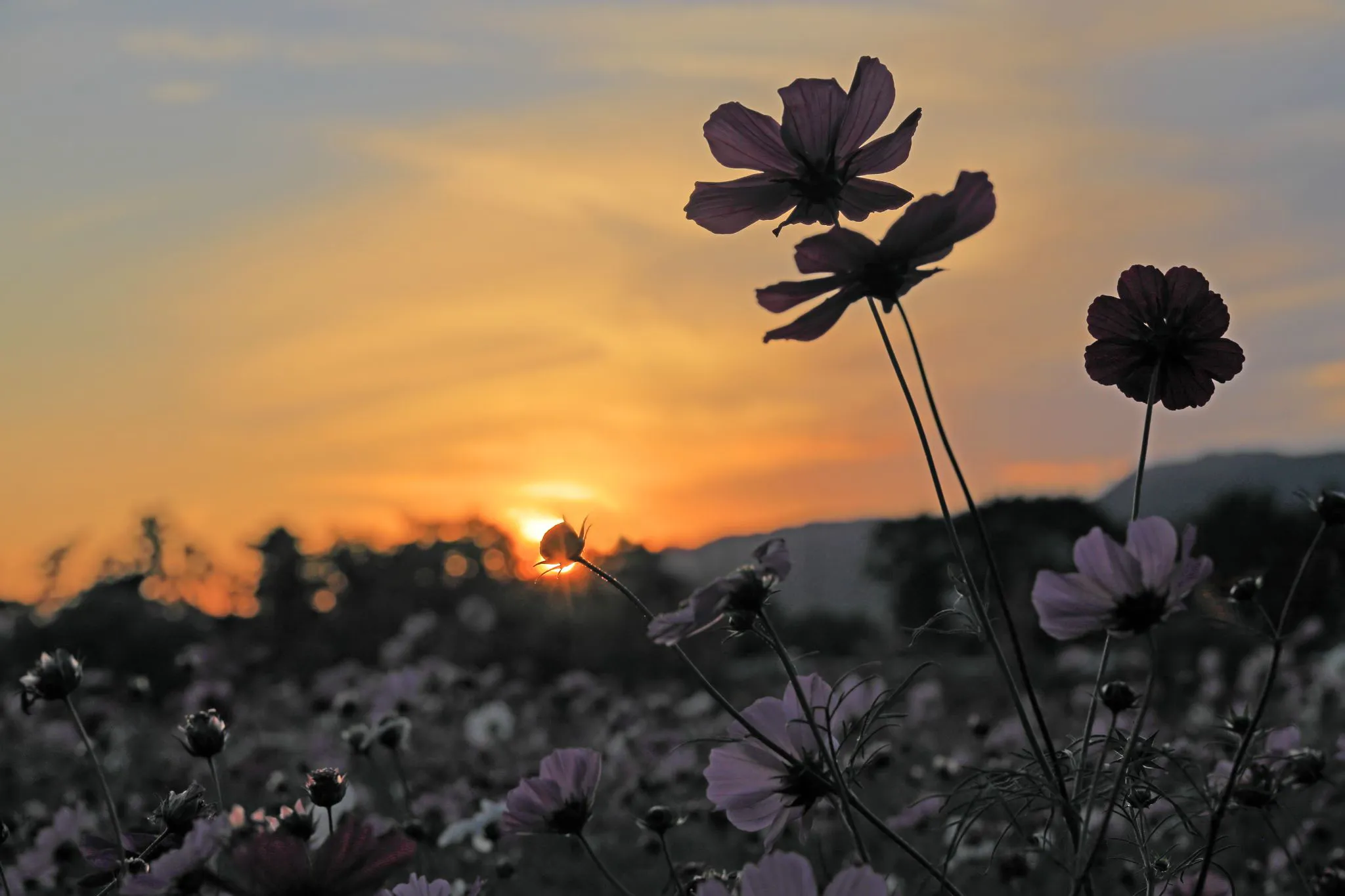 黄昏の秋桜 No.0000