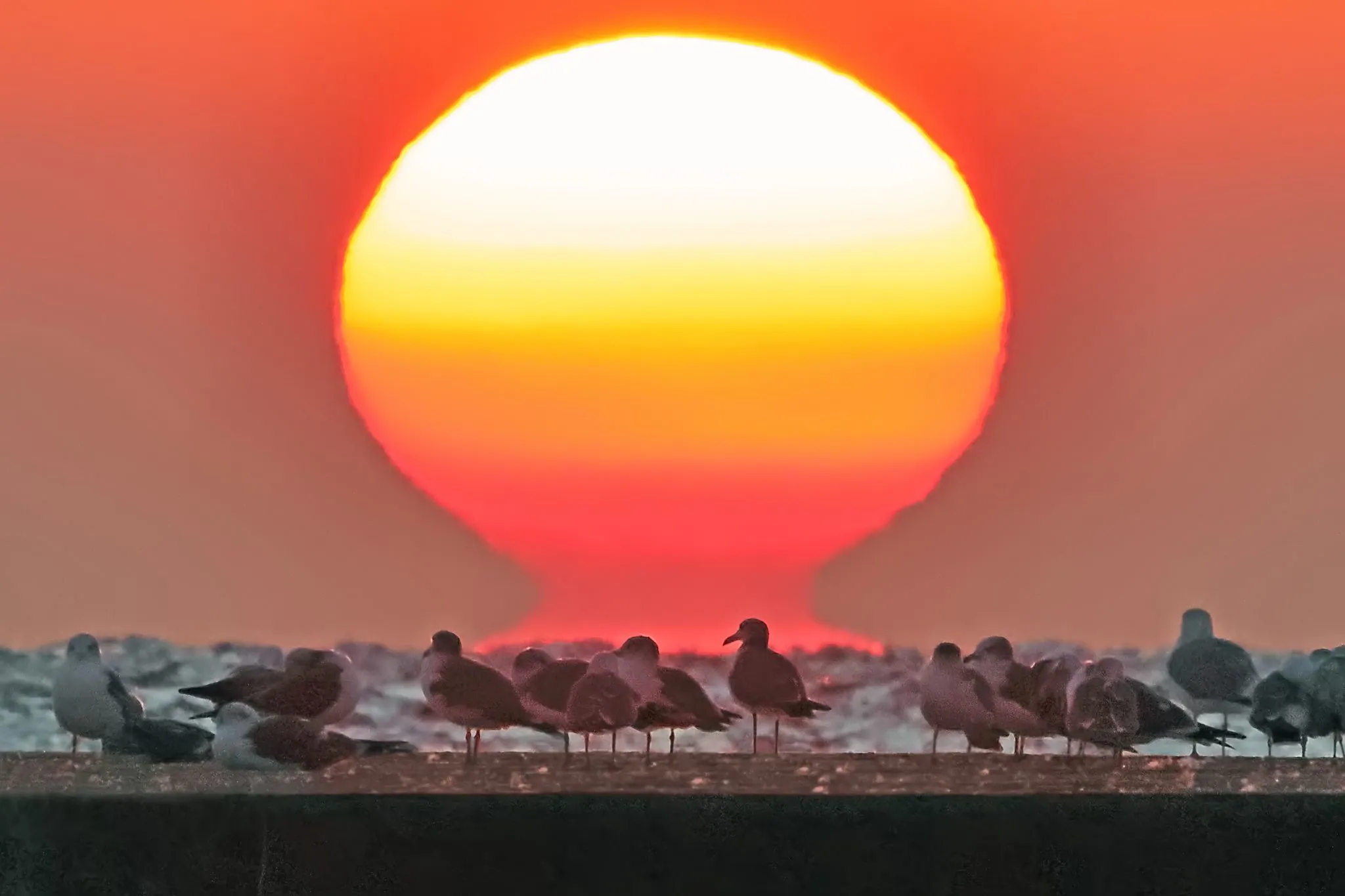 カモメとだるま夕日 No.0000