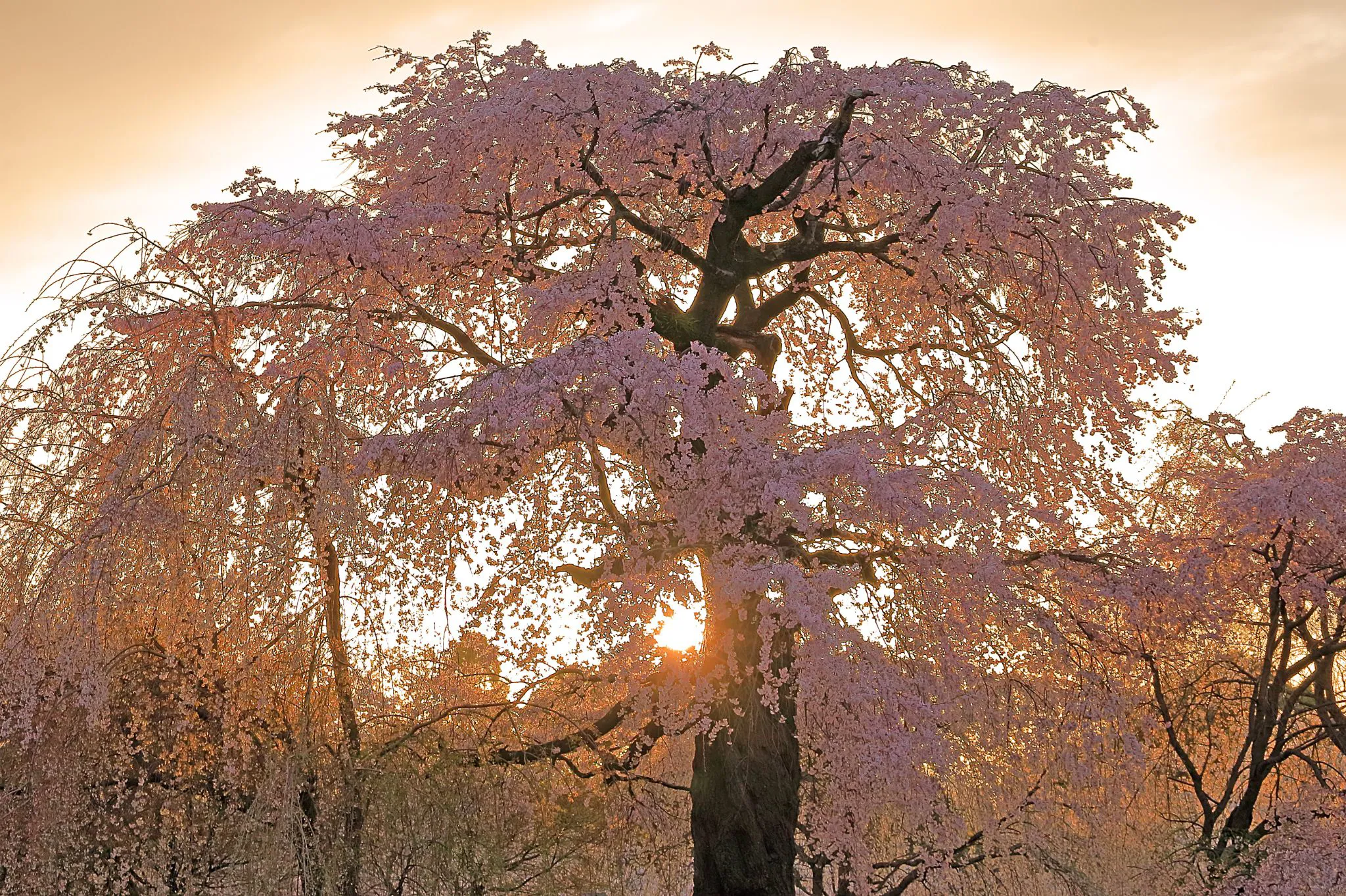 しだれ桜に沈む夕陽 No.0000