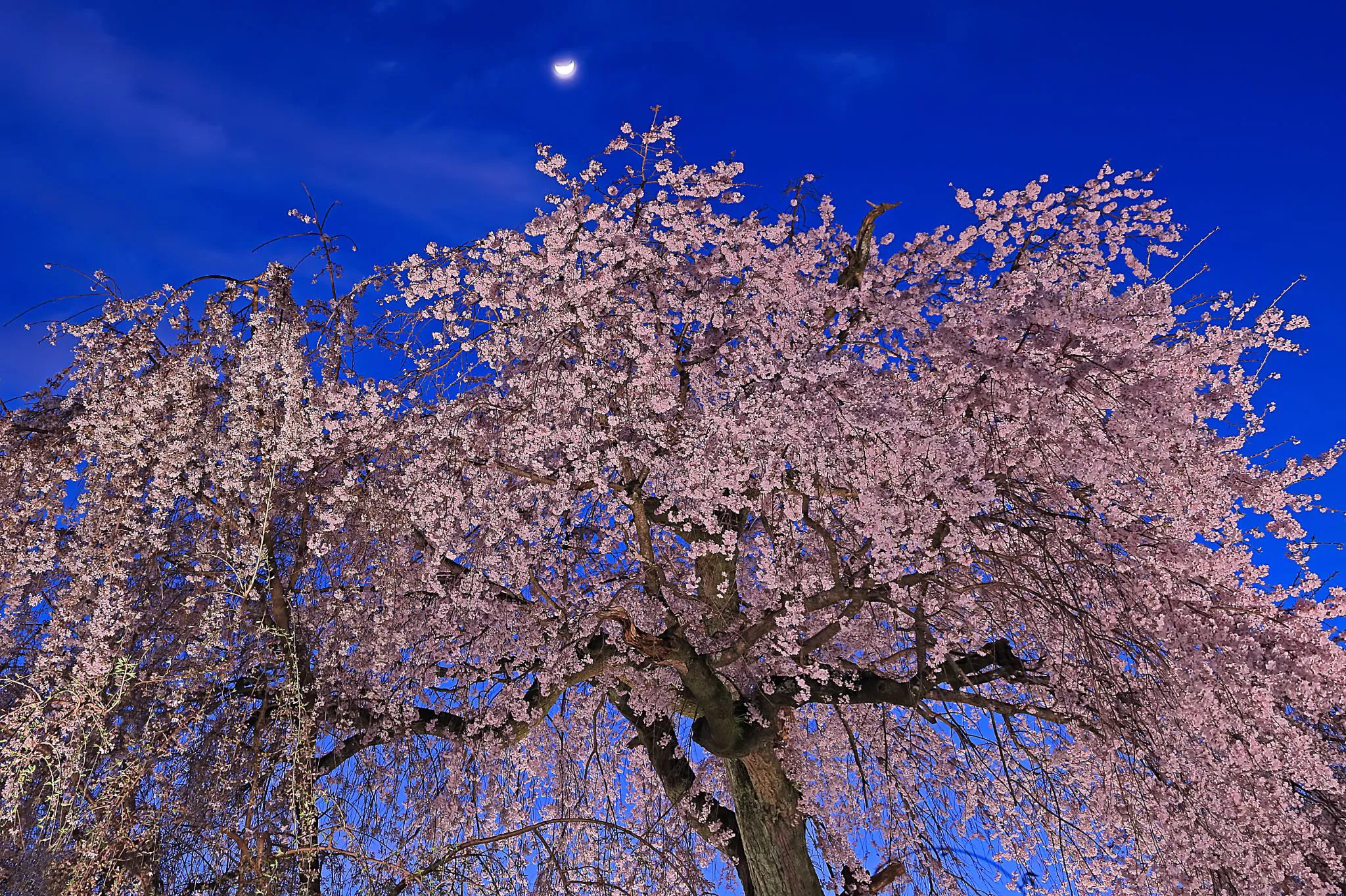 しだれ桜と宵の月 No.0000