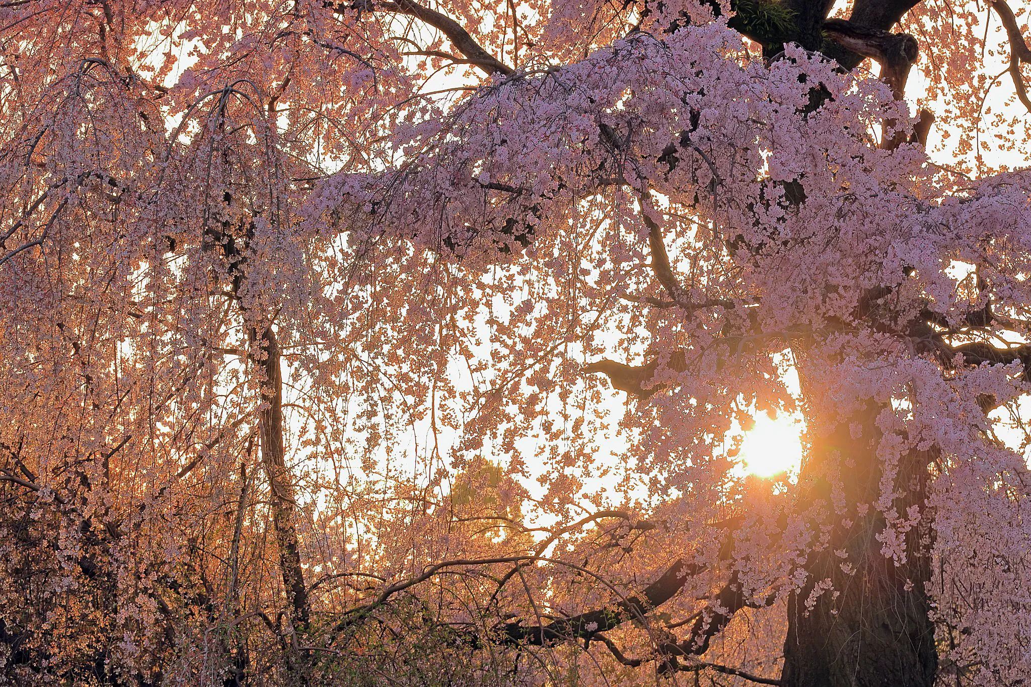 枝垂桜越しの夕日 No.0000