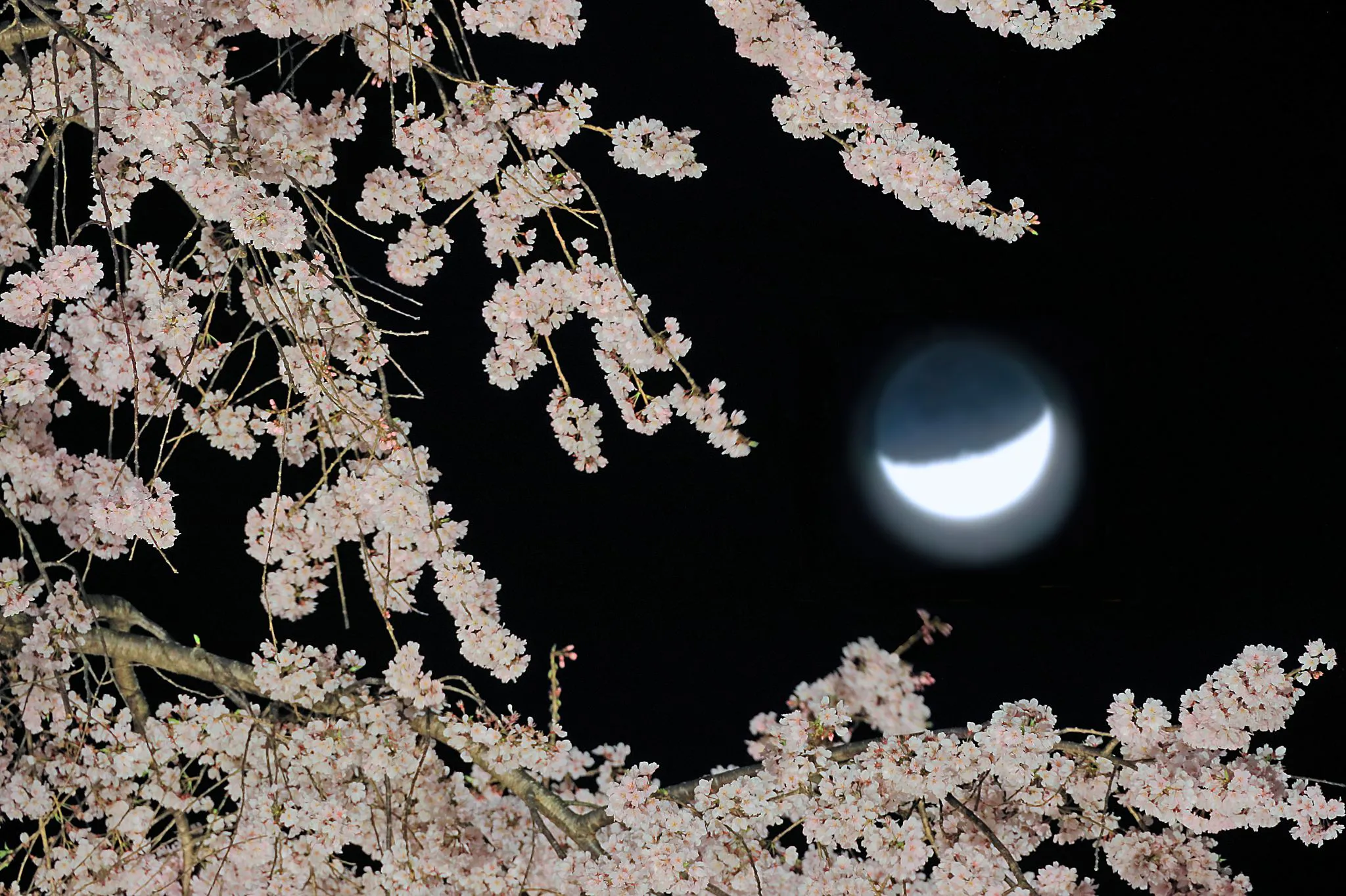 枝垂桜越しの月 No.0000