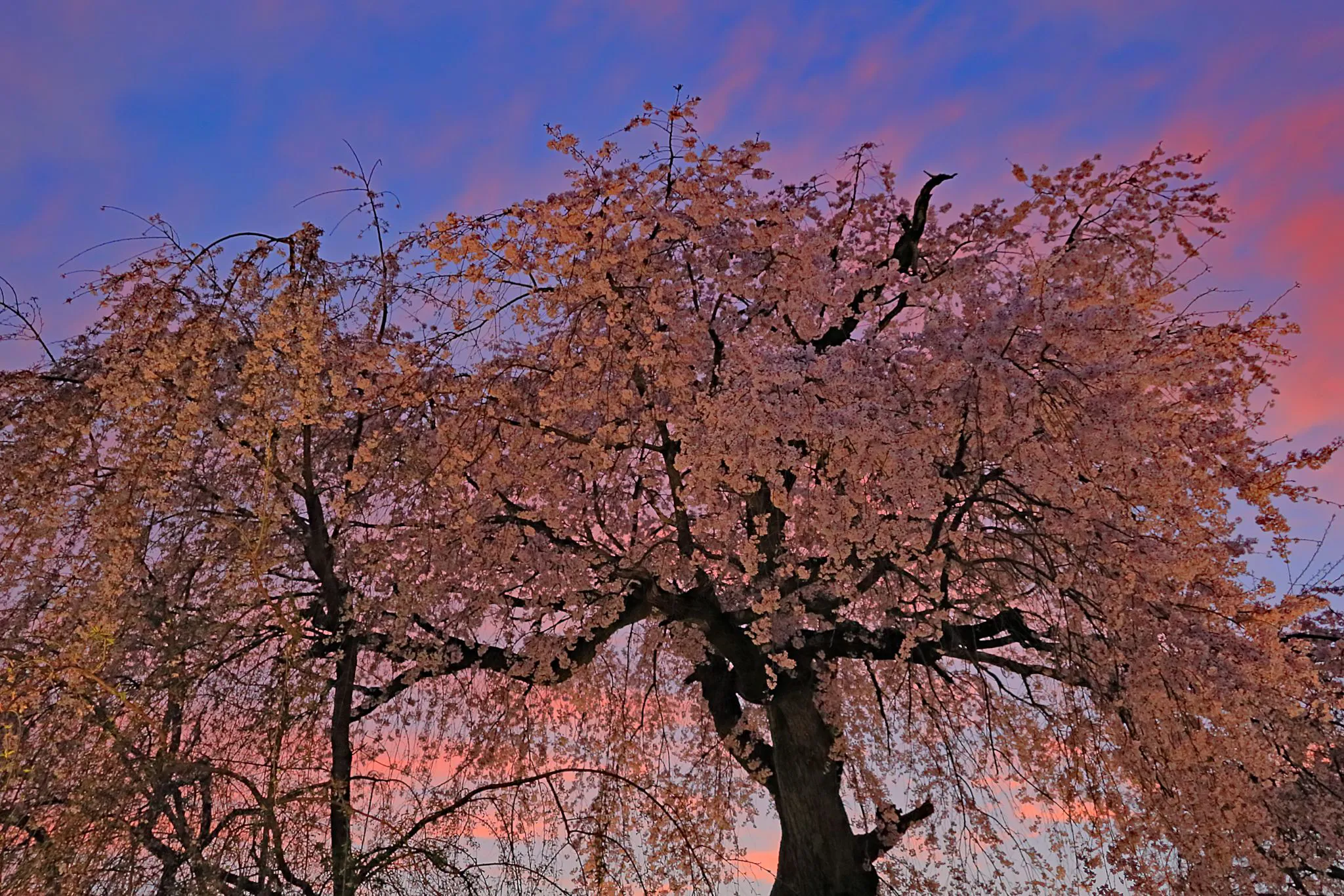 夕映えの枝垂れ桜 No.0000
