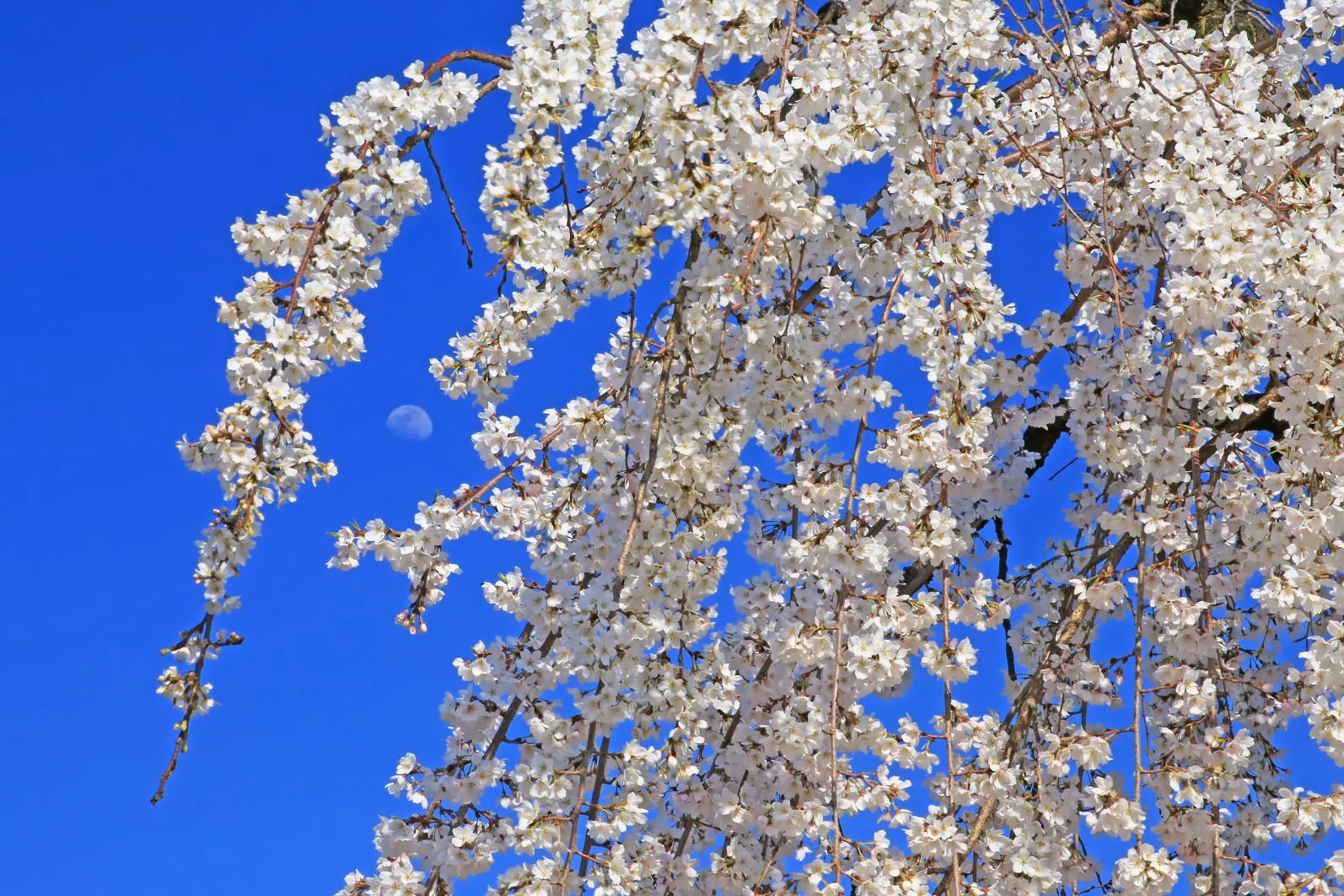 枝垂桜と白日の月 No.0000