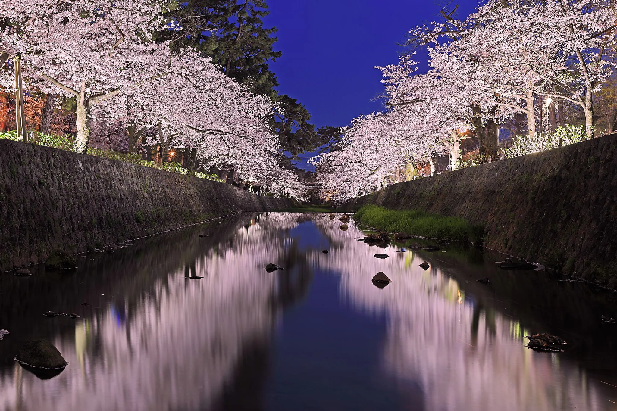 夙川の夜桜 No.0000