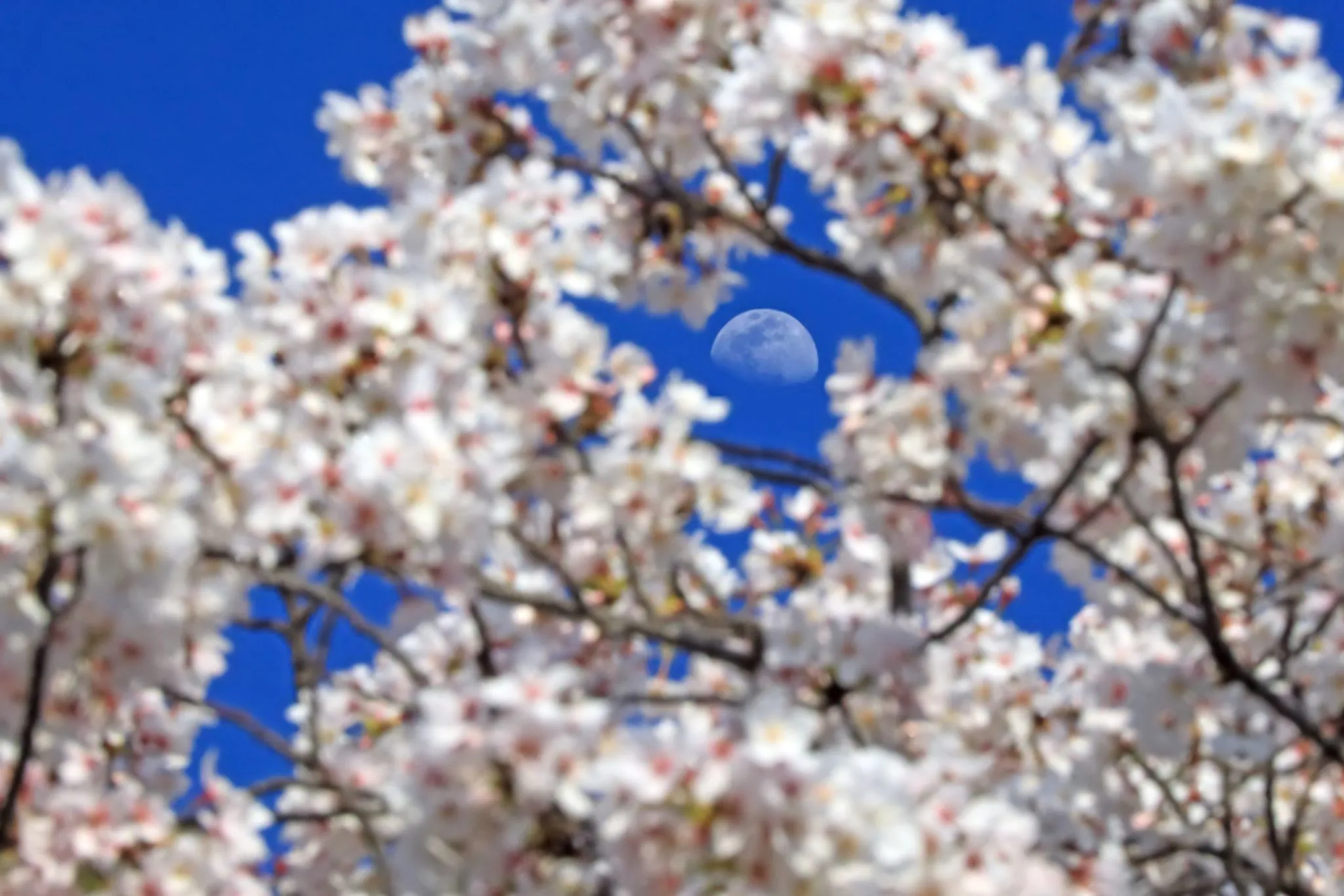 桜の彼方の空に No.0000