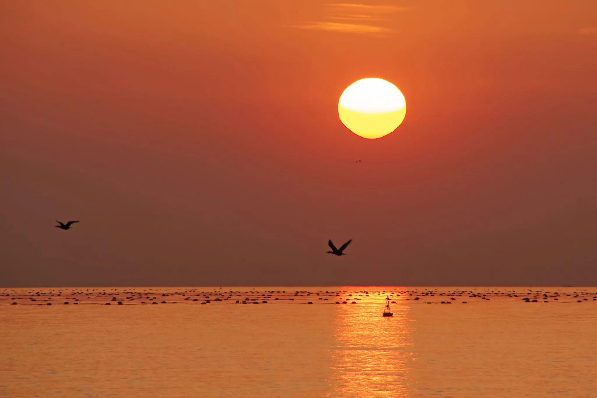 水鳥が飛ぶ夕景 No.0000