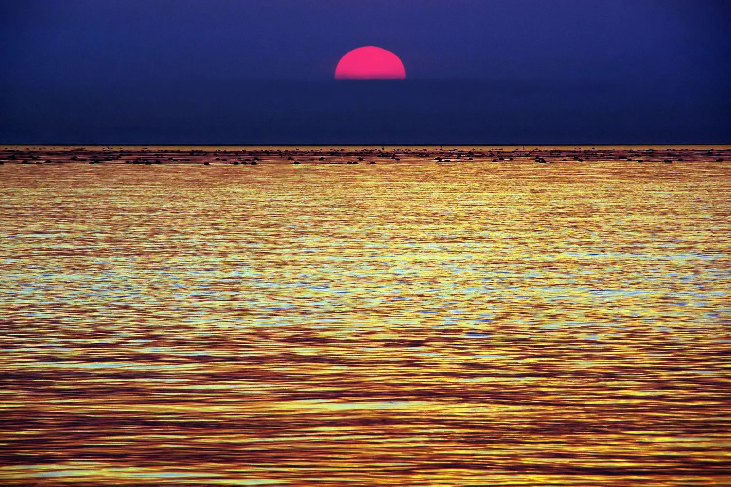 黄金色の海 No.0000